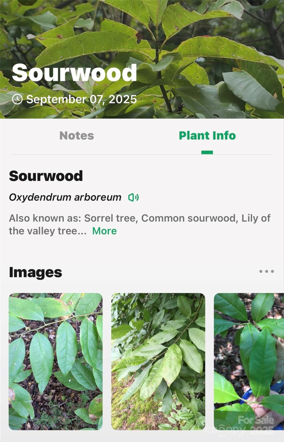 1696 Catawba Falls Parkway #190 - Photo 28