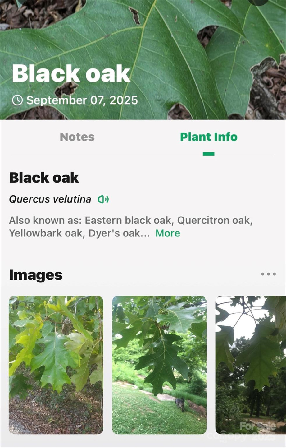 1696 Catawba Falls Parkway #190 - Photo 29