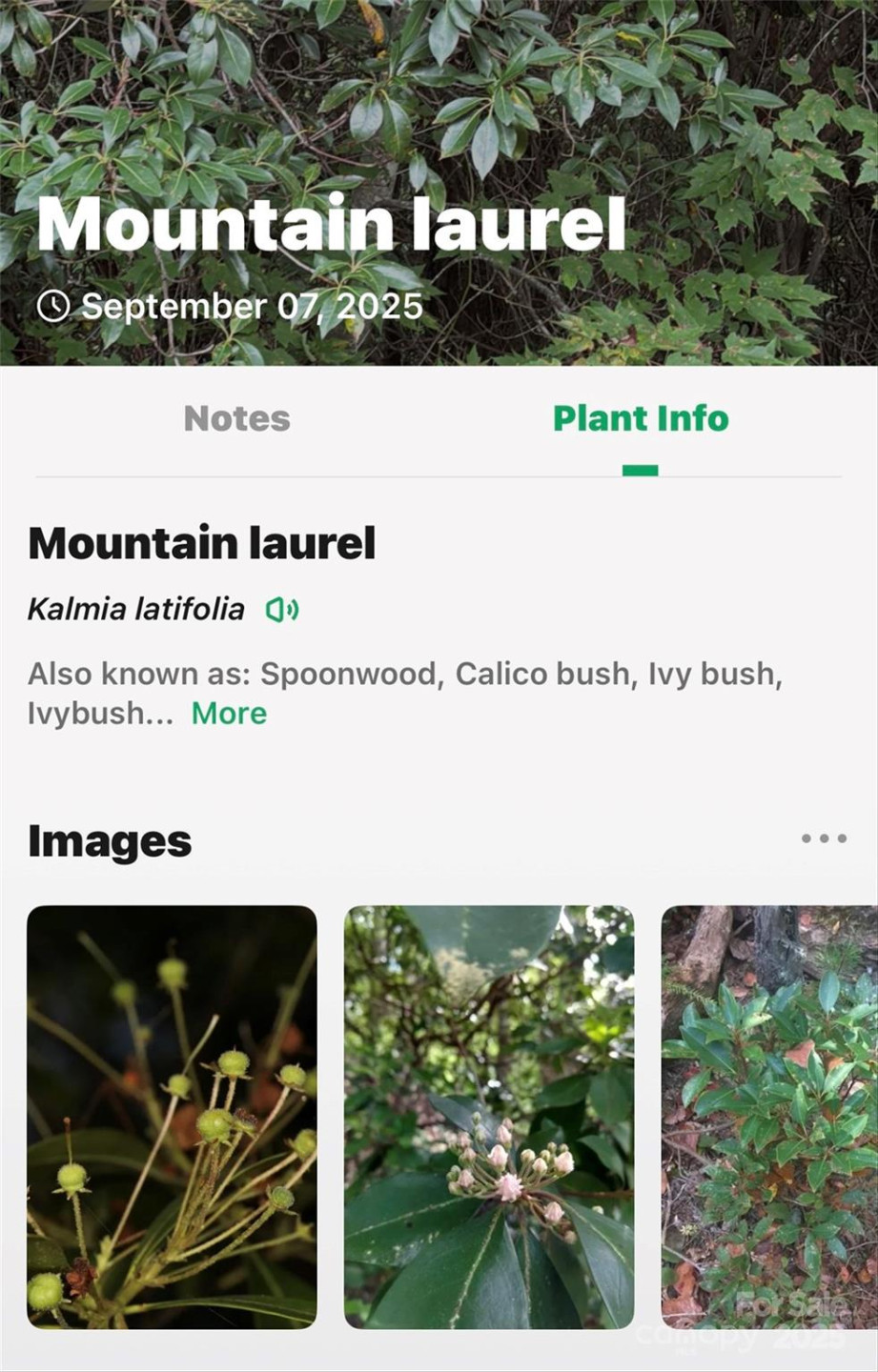 1696 Catawba Falls Parkway #190 - Photo 30