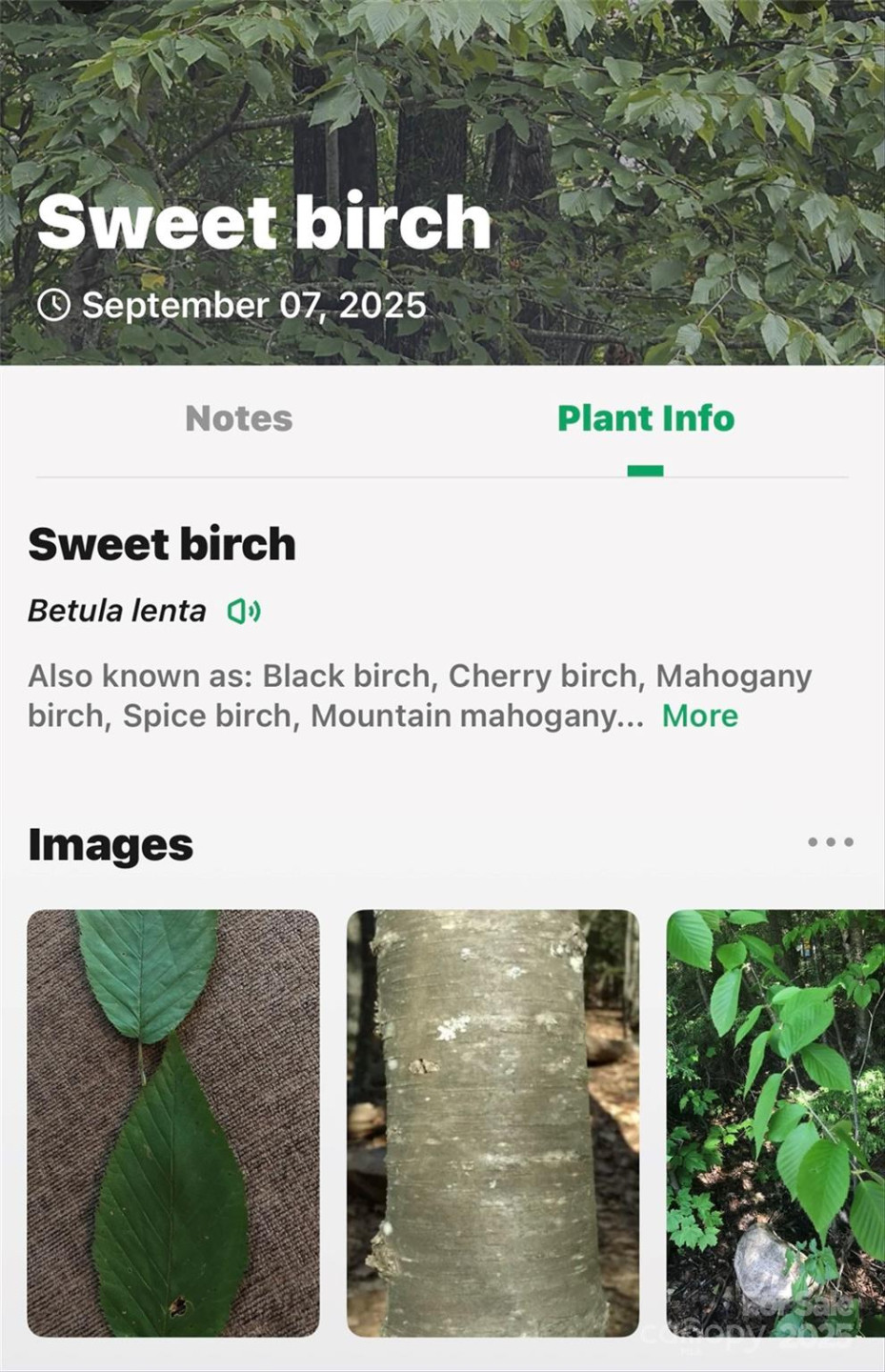 1696 Catawba Falls Parkway #190 - Photo 31