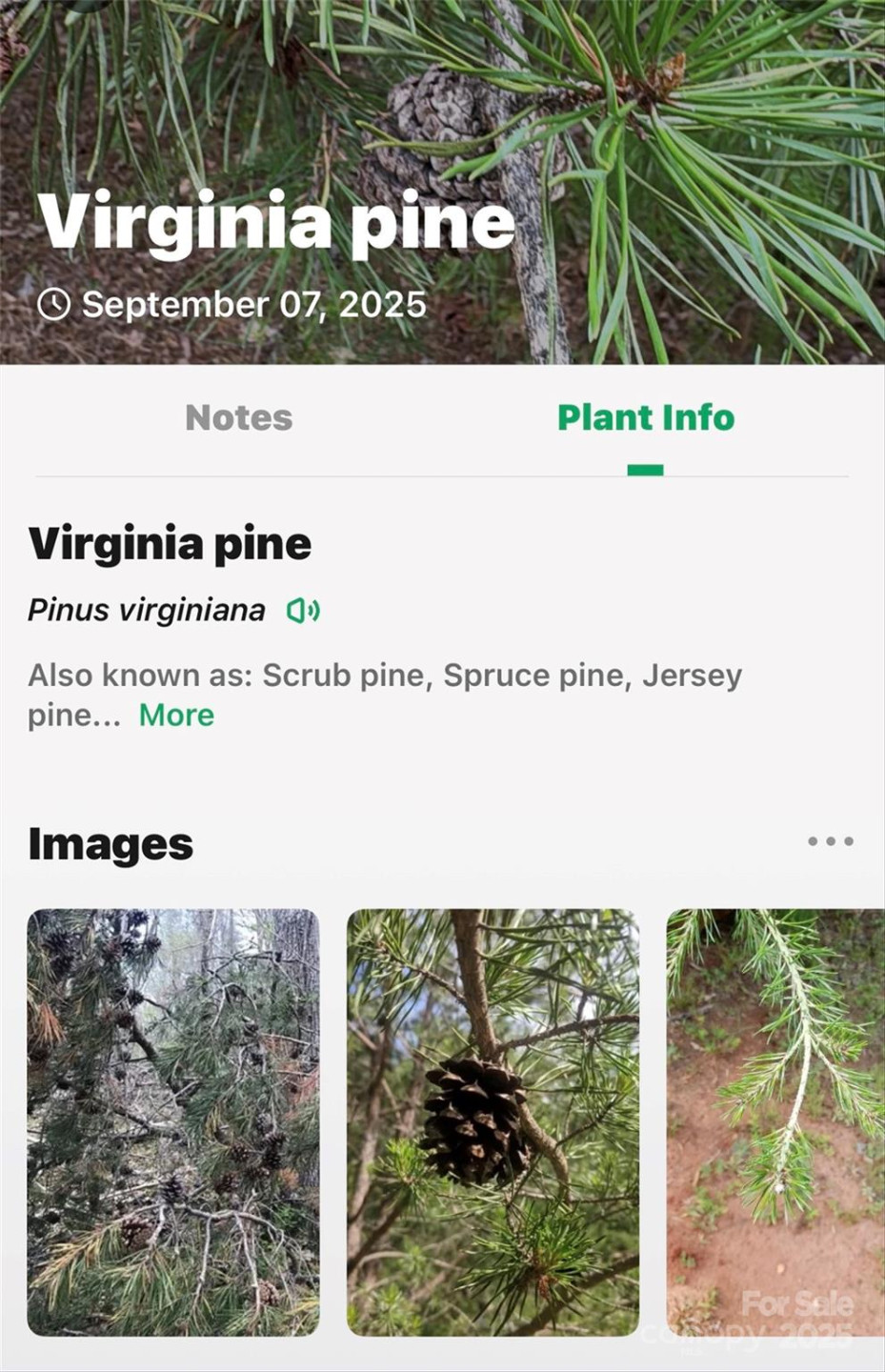 1696 Catawba Falls Parkway #190 - Photo 32