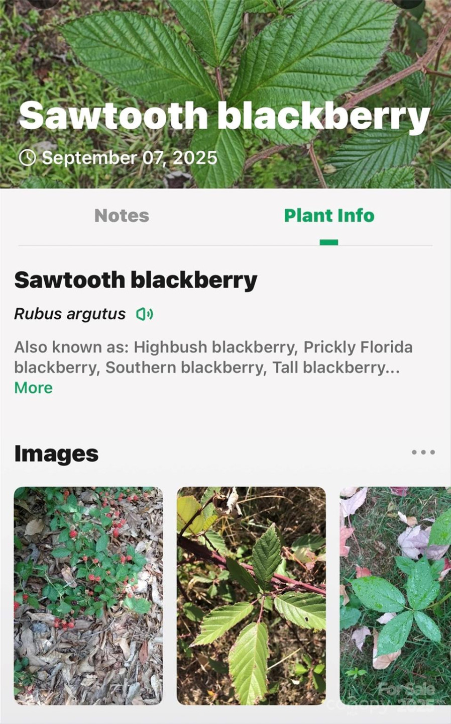 1696 Catawba Falls Parkway #190 - Photo 33