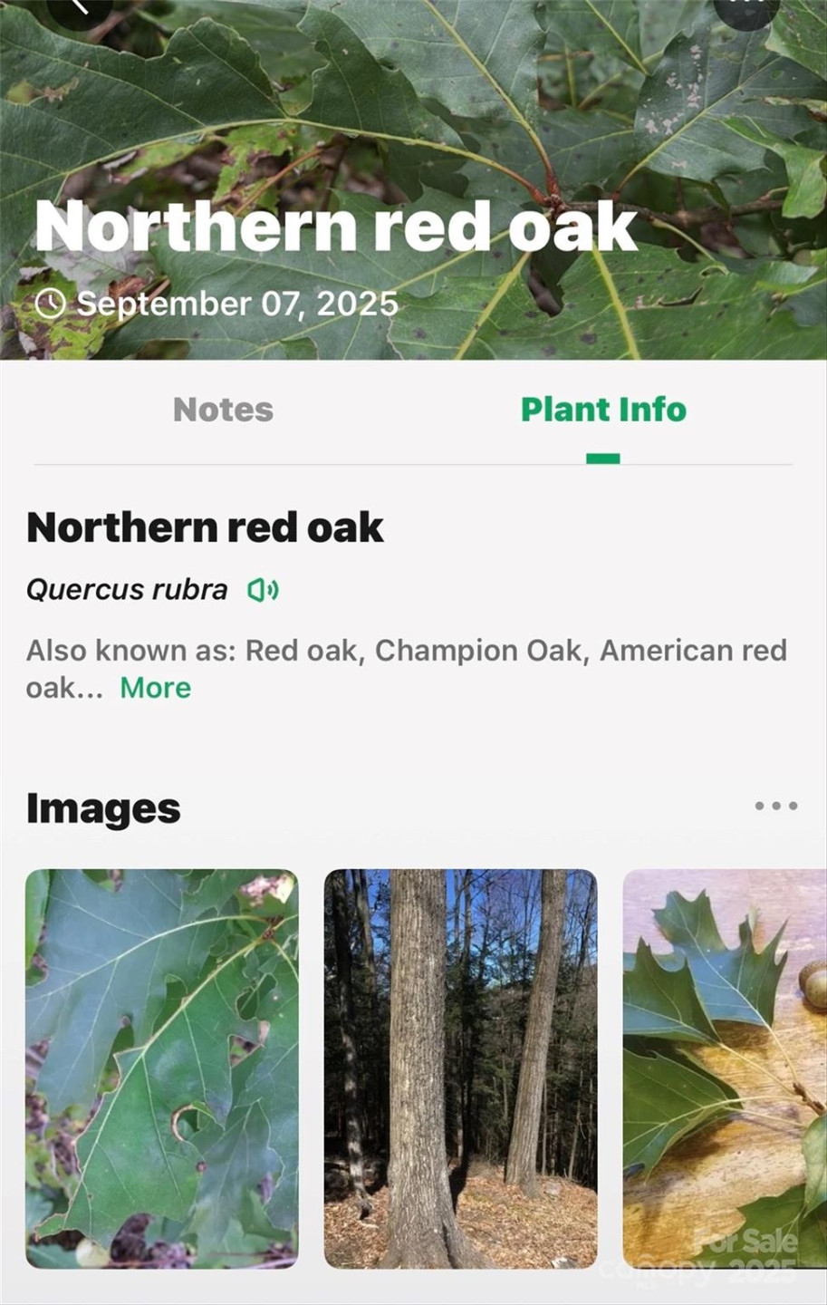 1696 Catawba Falls Parkway #190 - Photo 34