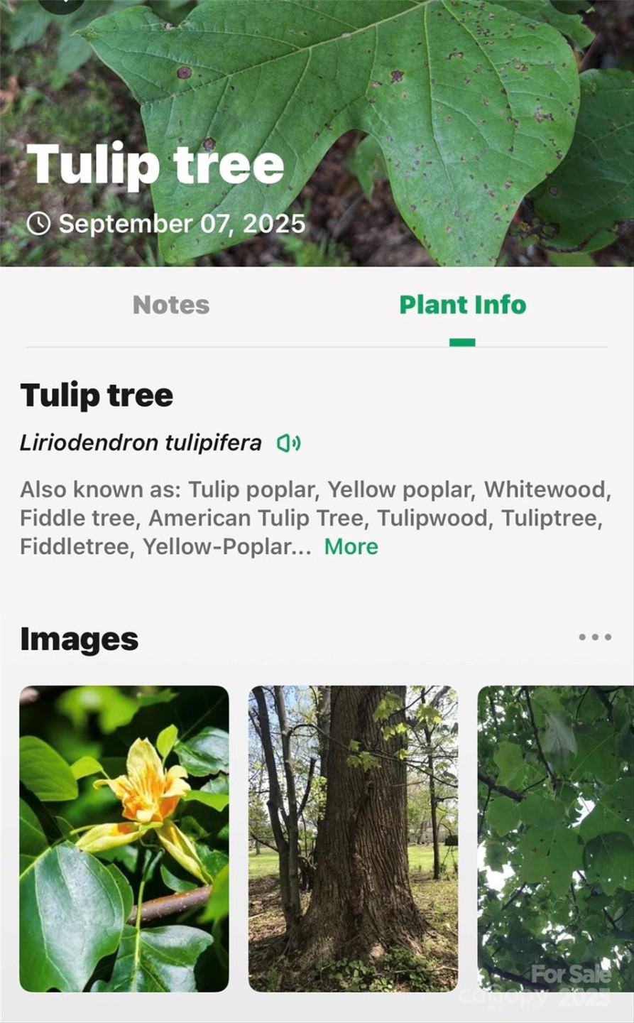 1696 Catawba Falls Parkway #190 - Photo 35