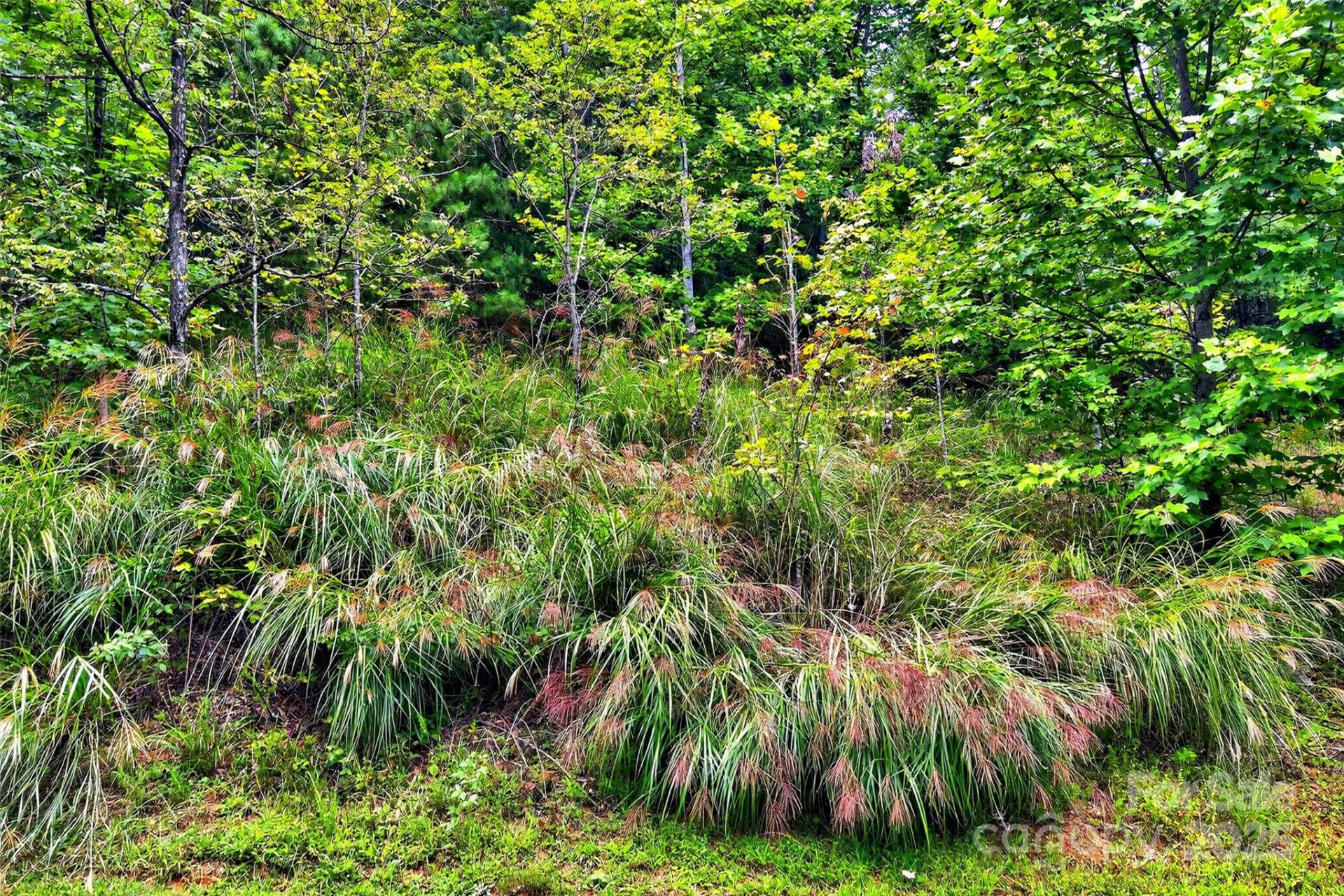 1696 Catawba Falls Parkway #190 - Photo 10