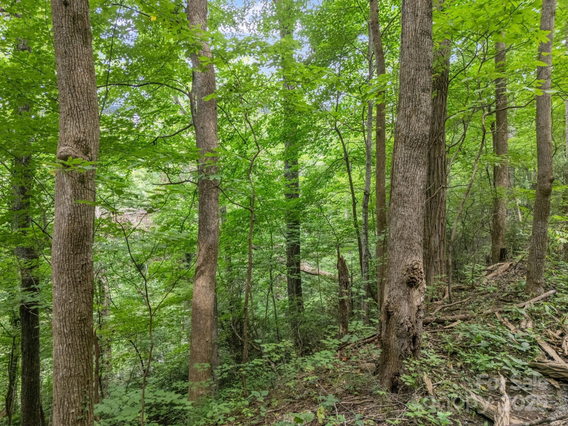 00 Mistletoe Park - Photo 2