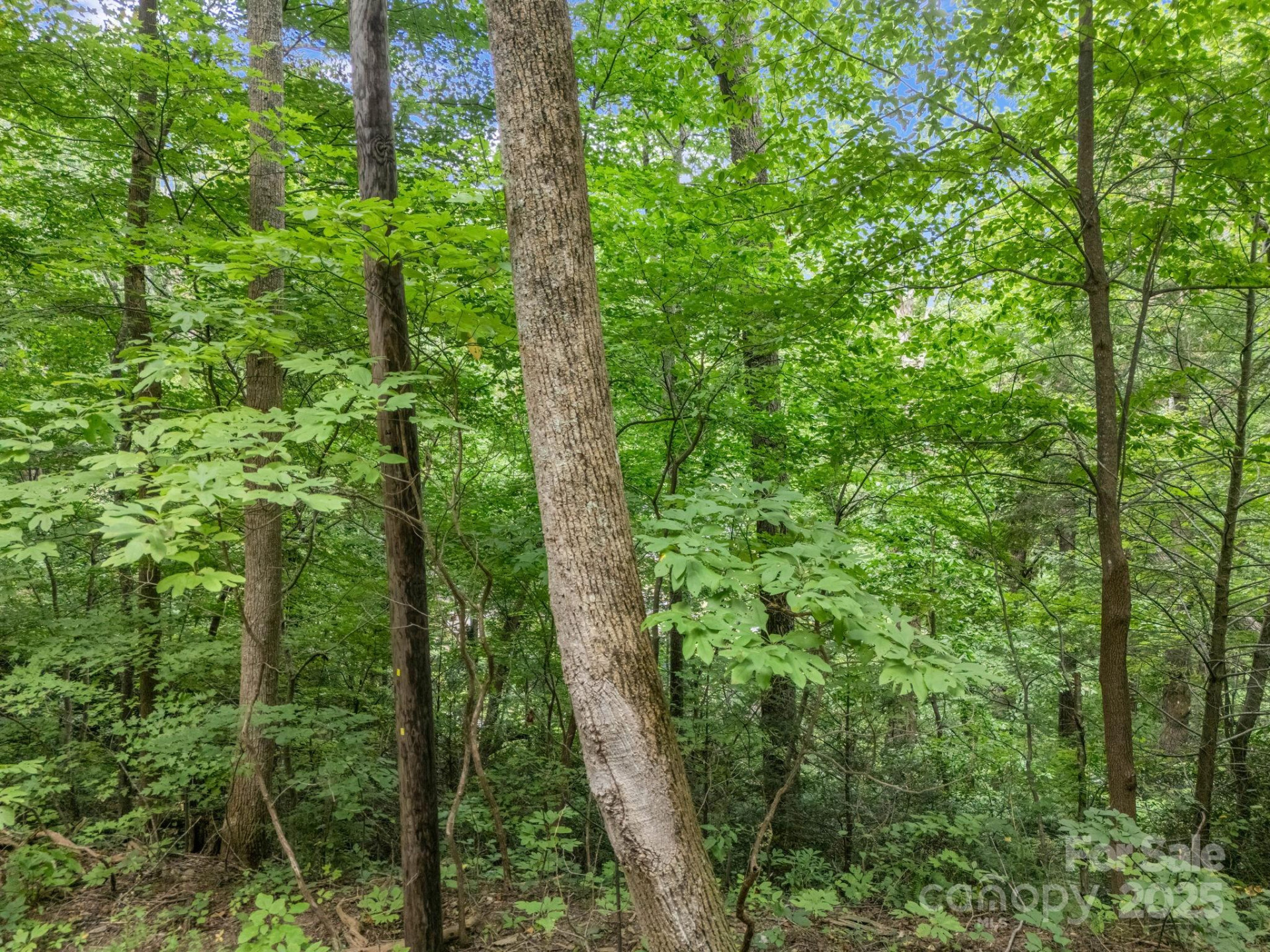 00 Mistletoe Park - Photo 13