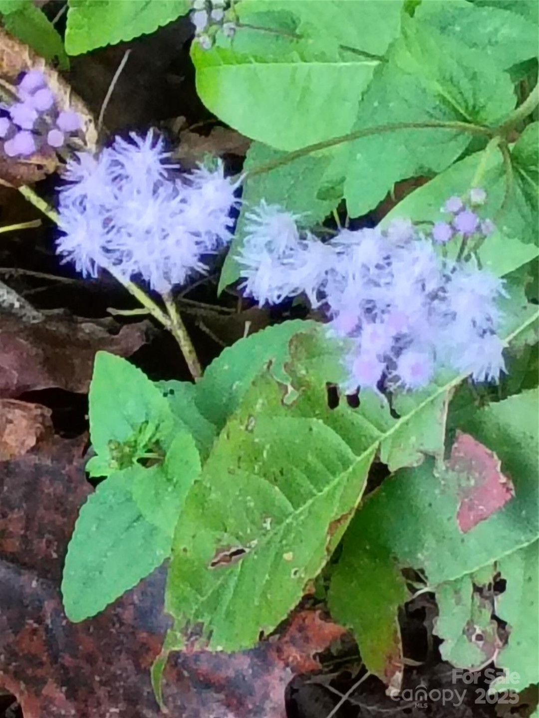 00 Toney Road - Photo 5