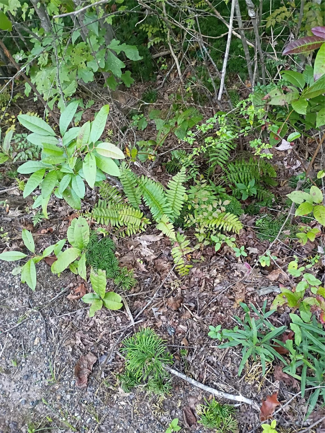 00 Toney Road - Photo 7