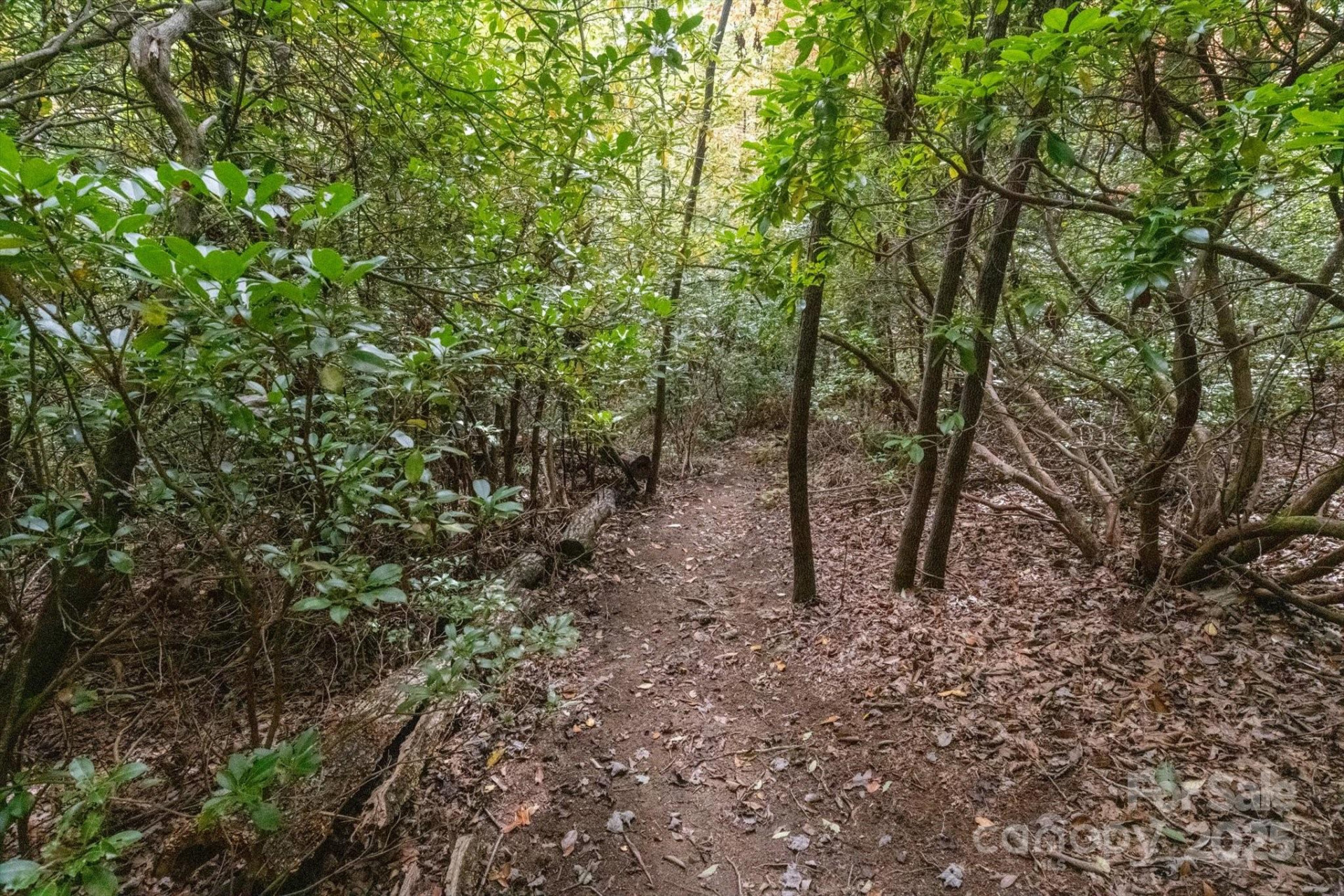 TBD Pine Mountain Trail #M79 - Photo 5