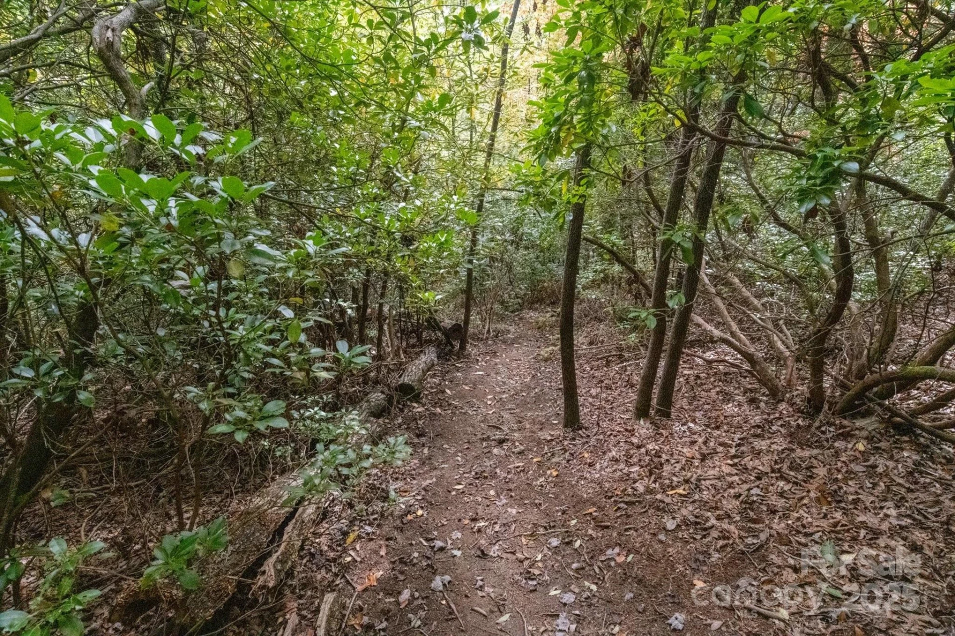 TBD Pine Mountain Trail #M79 - Photo 5