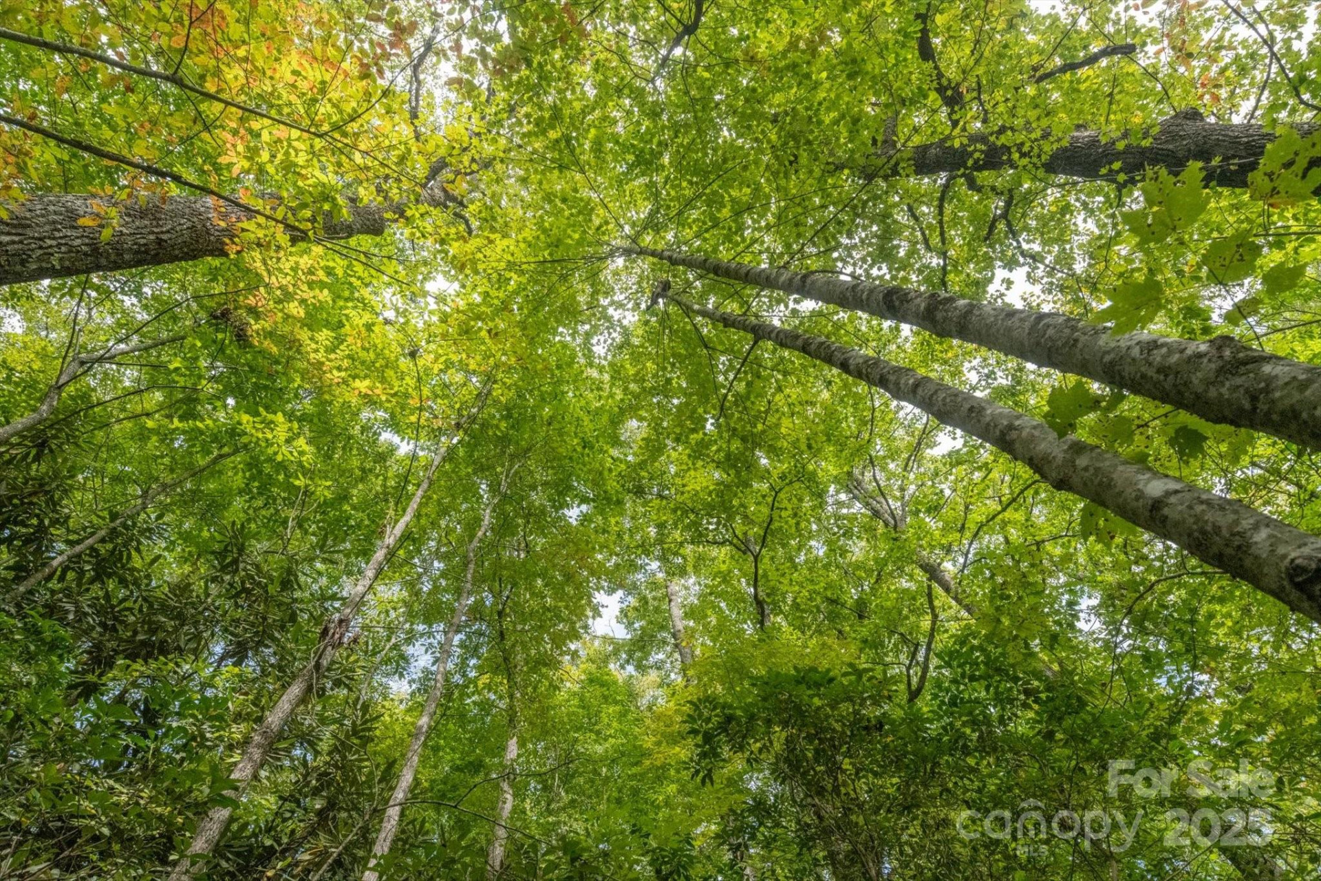 TBD Pine Mountain Trail #M79 - Photo 7