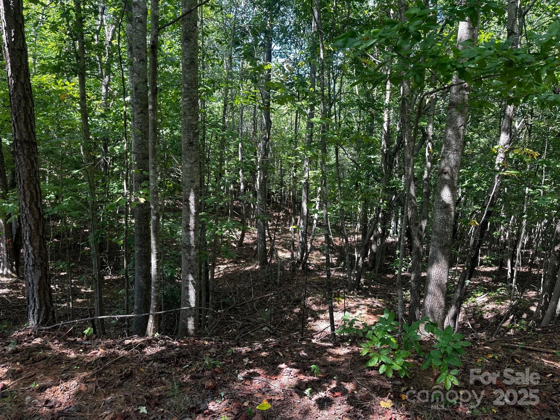 0000 Lake Haven Drive - Photo 3