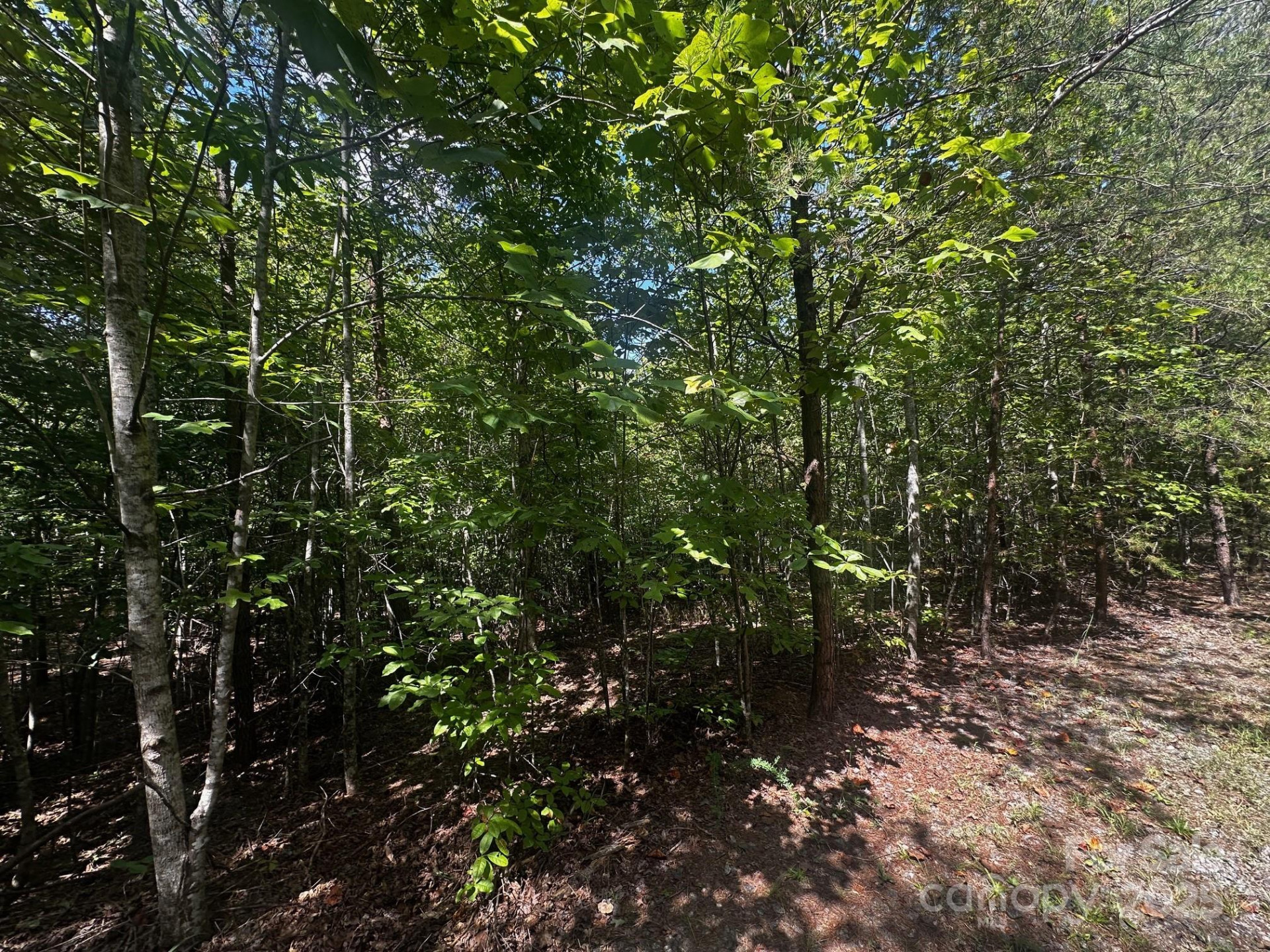 0000 Lake Haven Drive - Photo 6