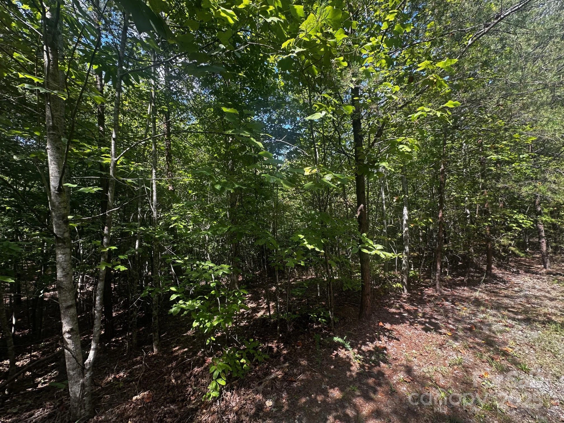 0000 Lake Haven Drive - Photo 6