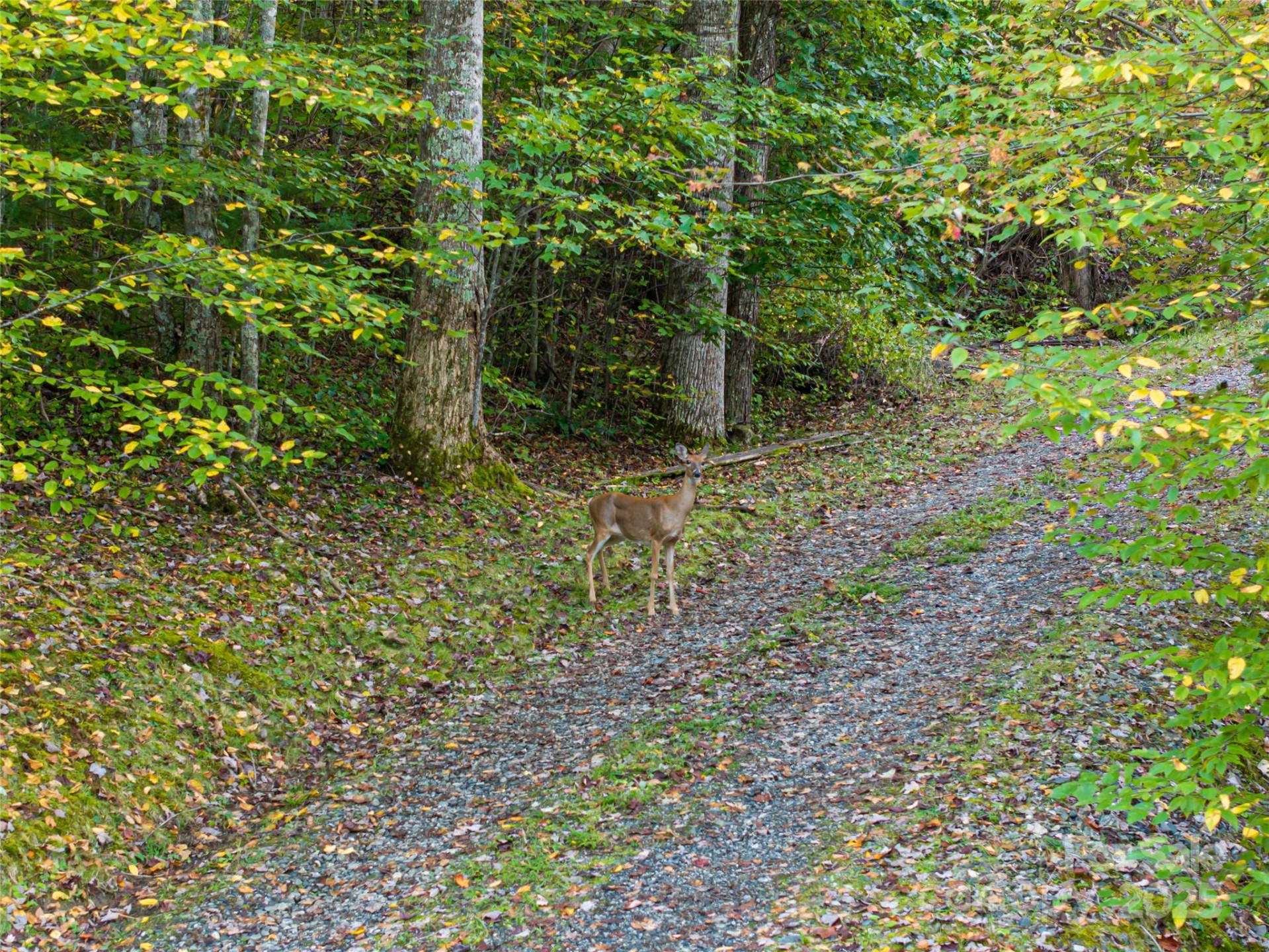 635 Whisper Mountain Drive - Photo 9