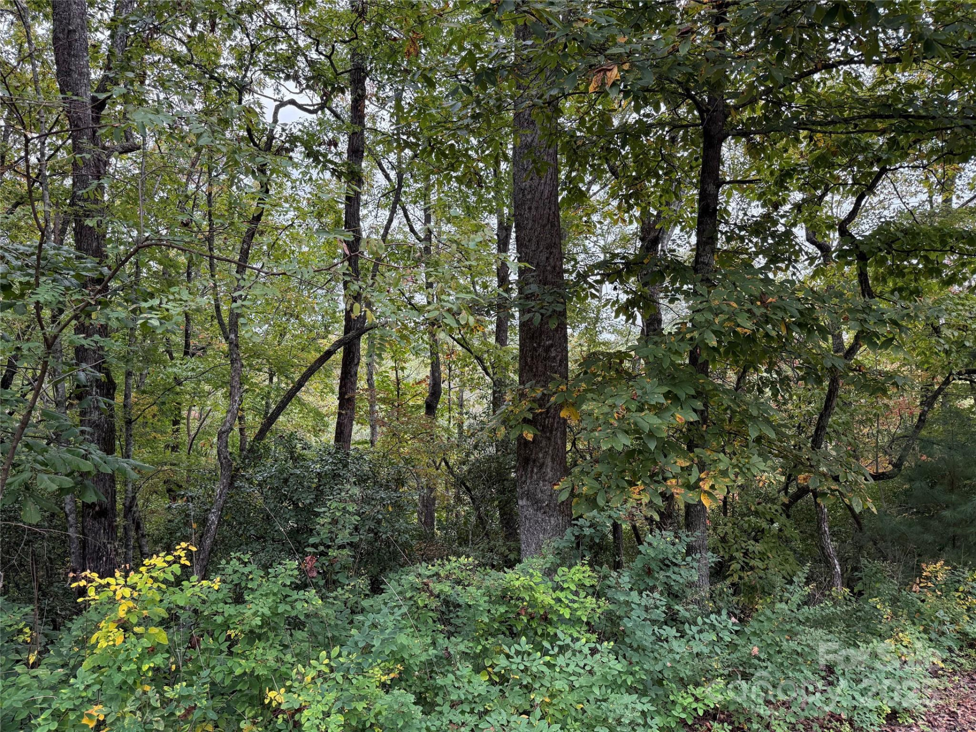 TDB Fern Cove Lane #44 - Photo 11