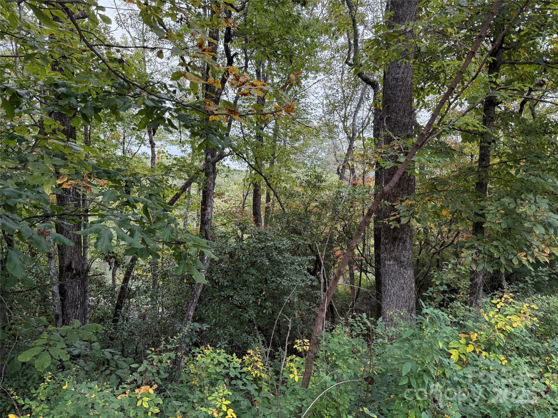 TDB Fern Cove Lane #44 - Photo 10