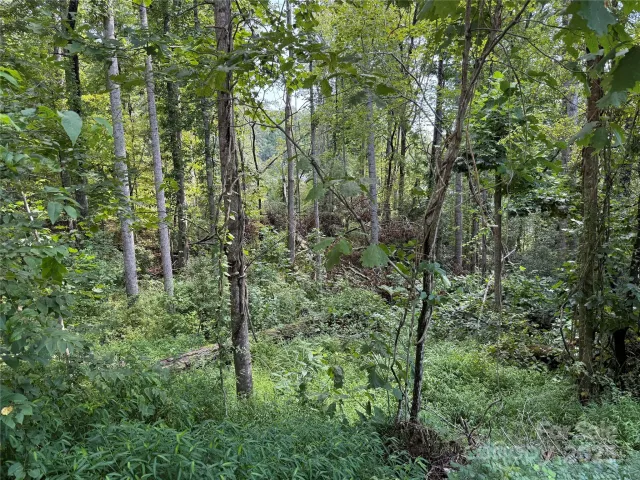 256 Burge Mountain Road
