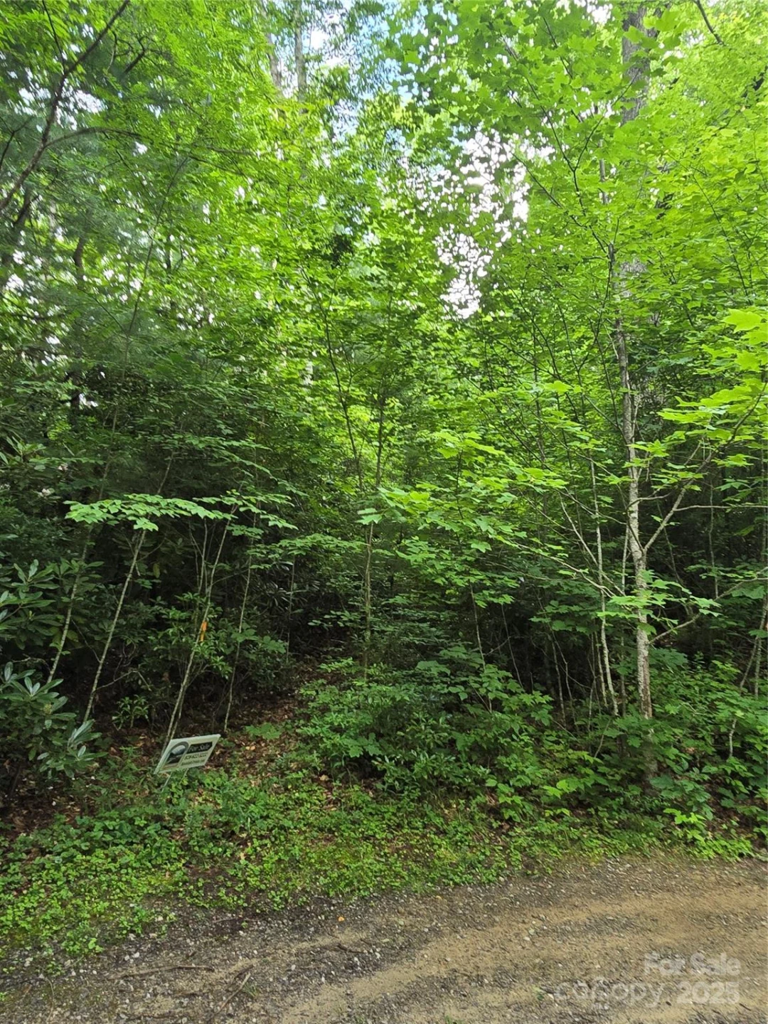 9.83 Acres Juniper Road #23 - Photo 13