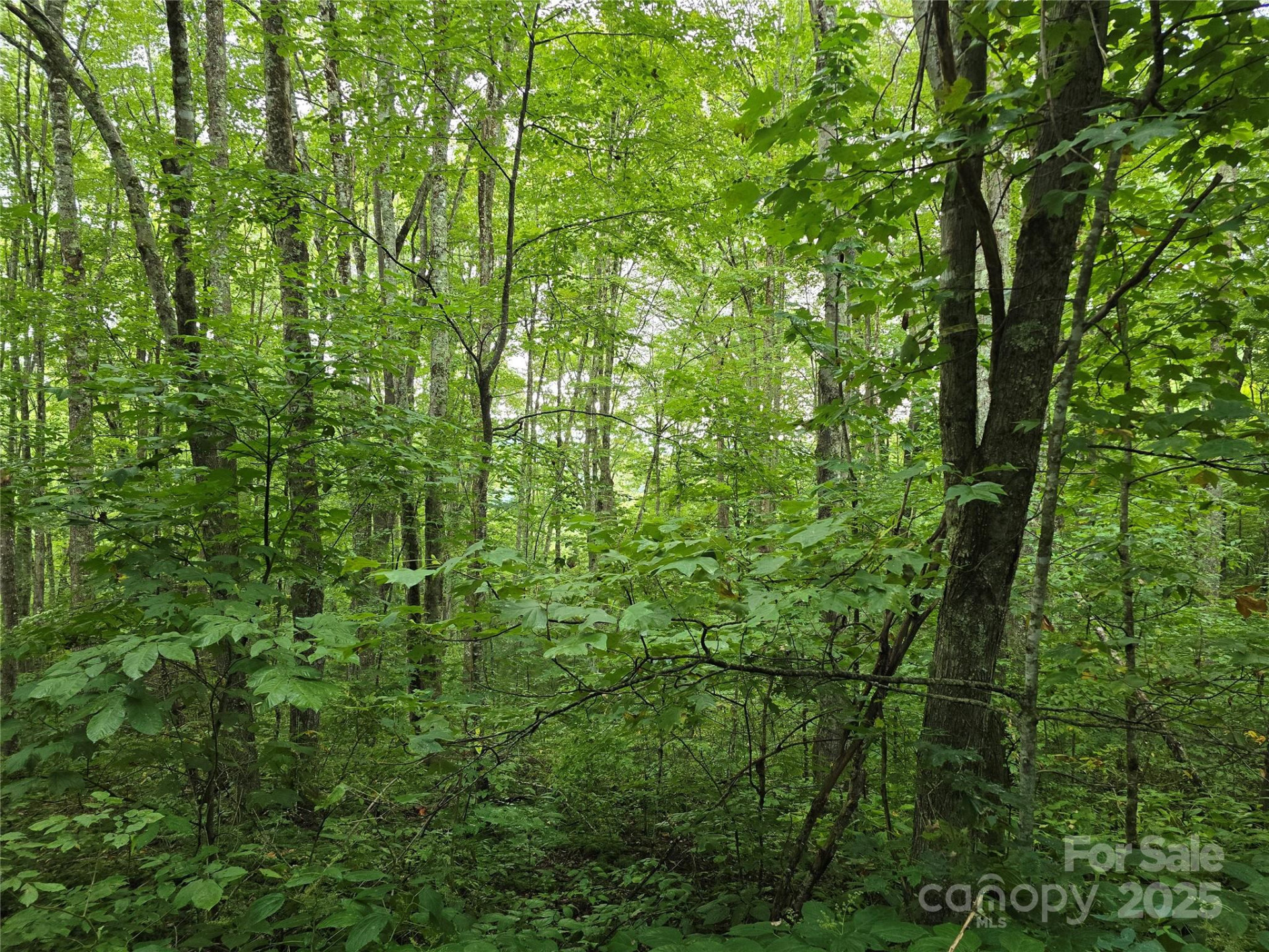 9.83 Acres Juniper Road #23 - Photo 14