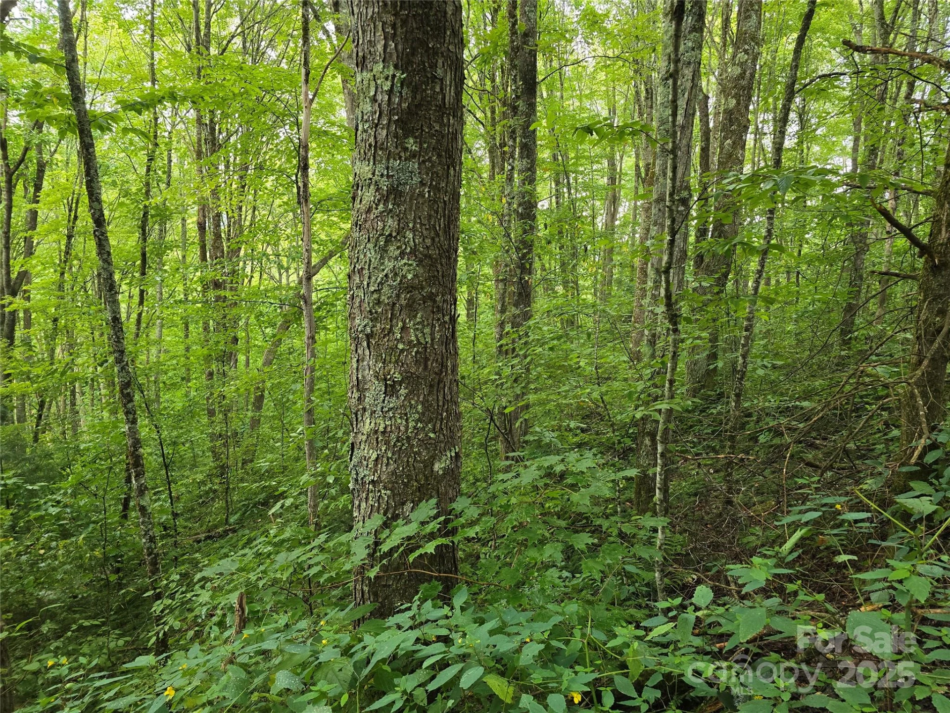 9.83 Acres Juniper Road #23 - Photo 15
