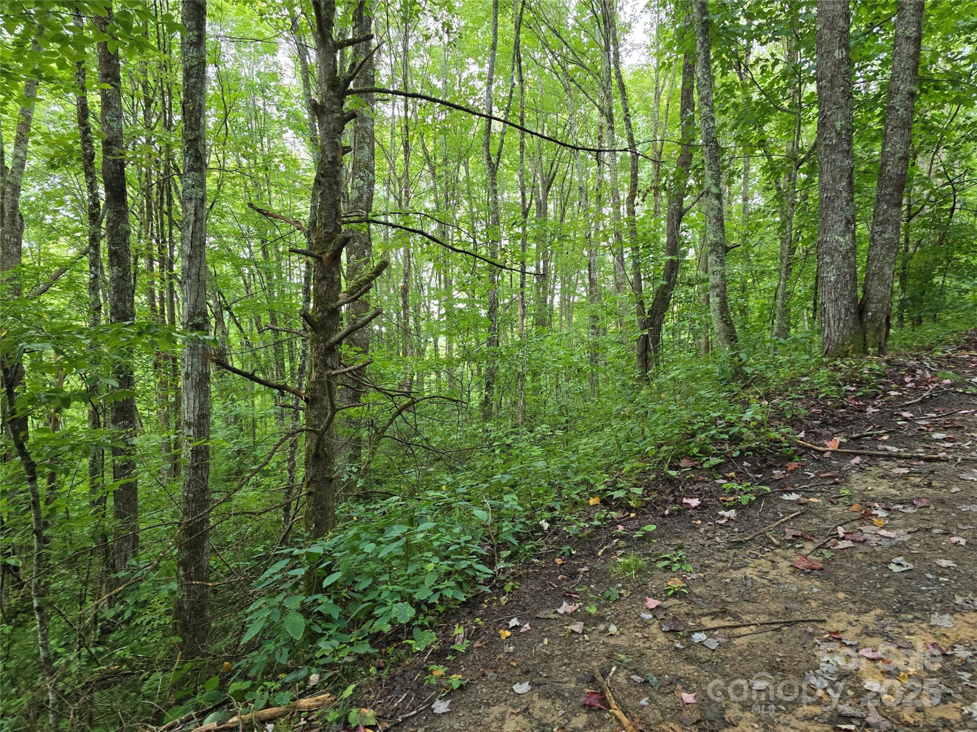 9.83 Acres Juniper Road #23 - Photo 16