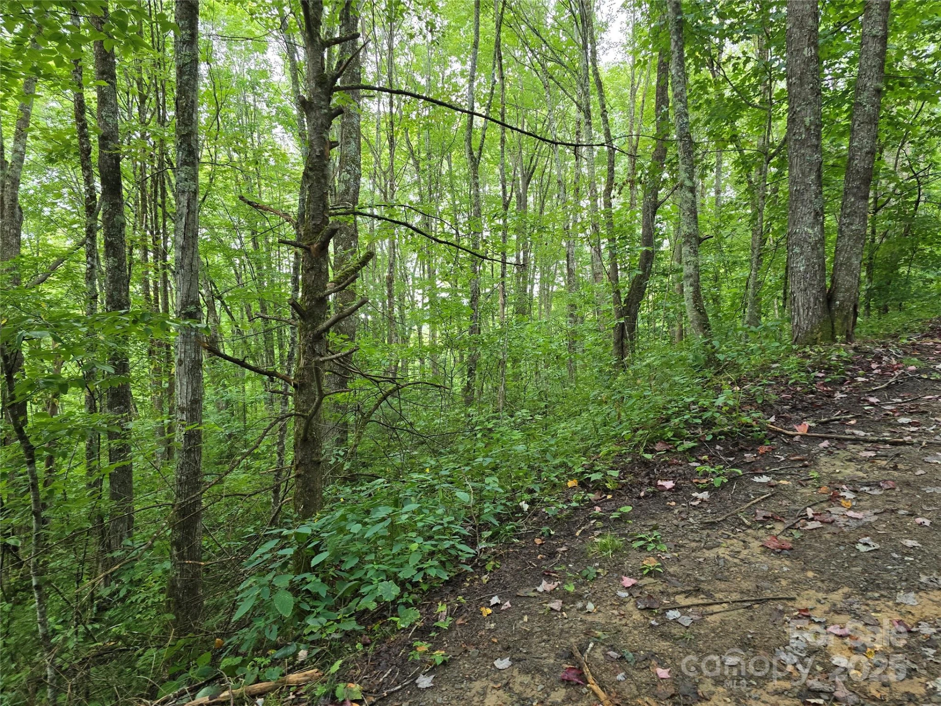 9.83 Acres Juniper Road #23 - Photo 16