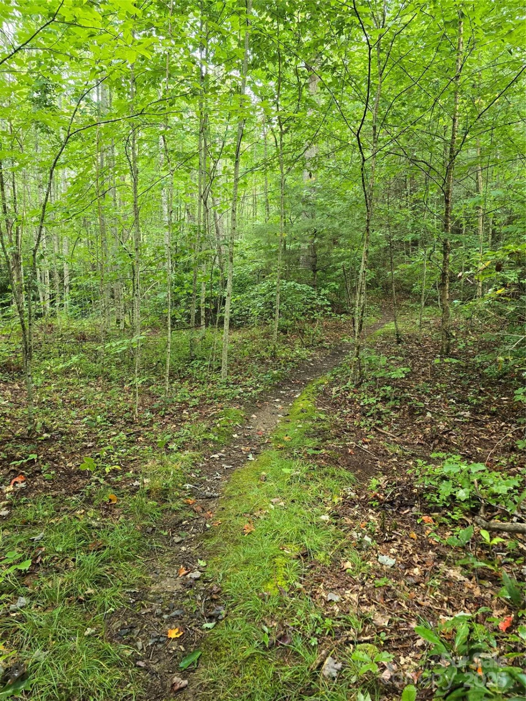 9.83 Acres Juniper Road #23 - Photo 17