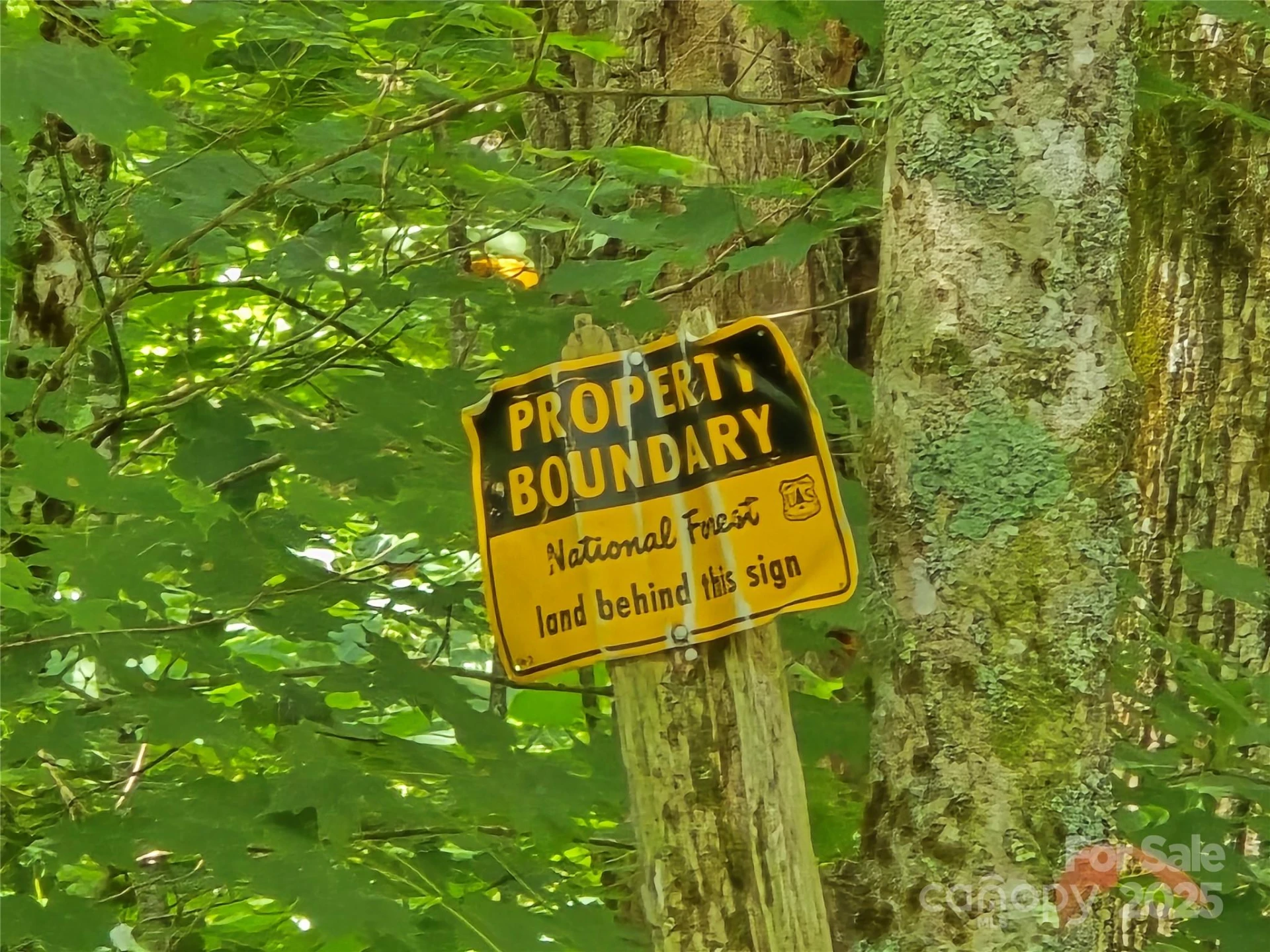 9.83 Acres Juniper Road #23 - Photo 6