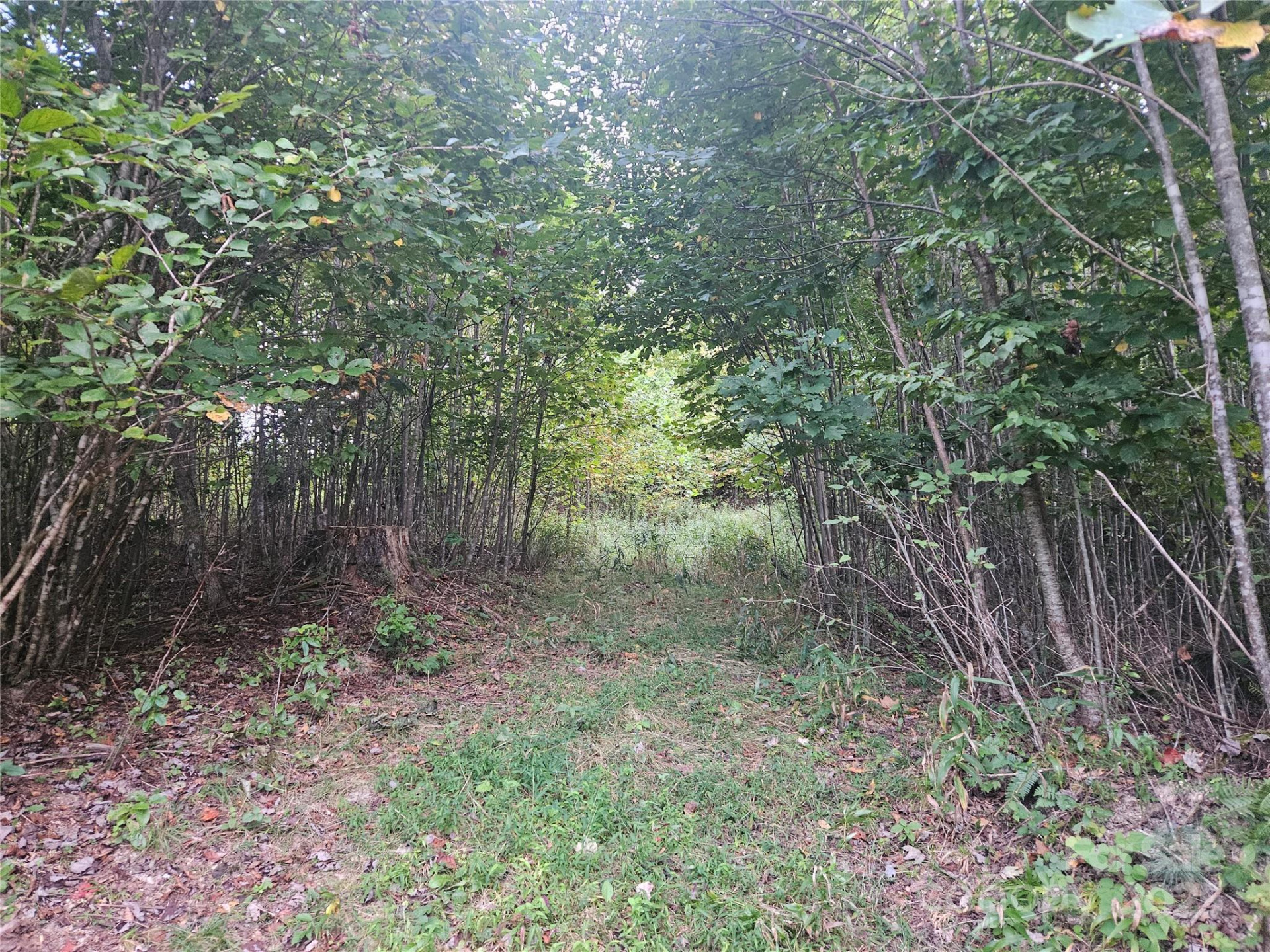 000 Double Island Road - Photo 2