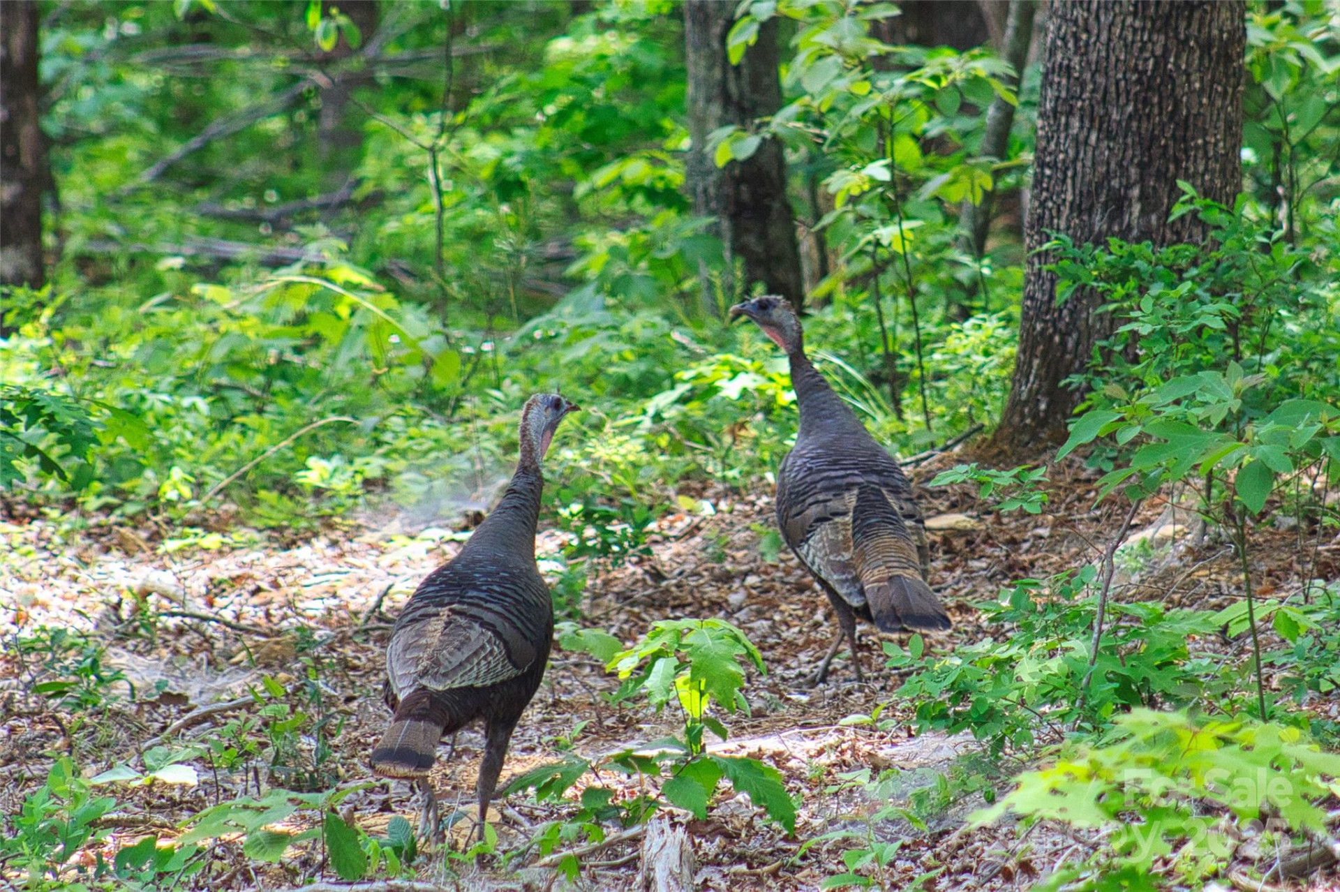 343 Marshall Ridge Road - Photo 28