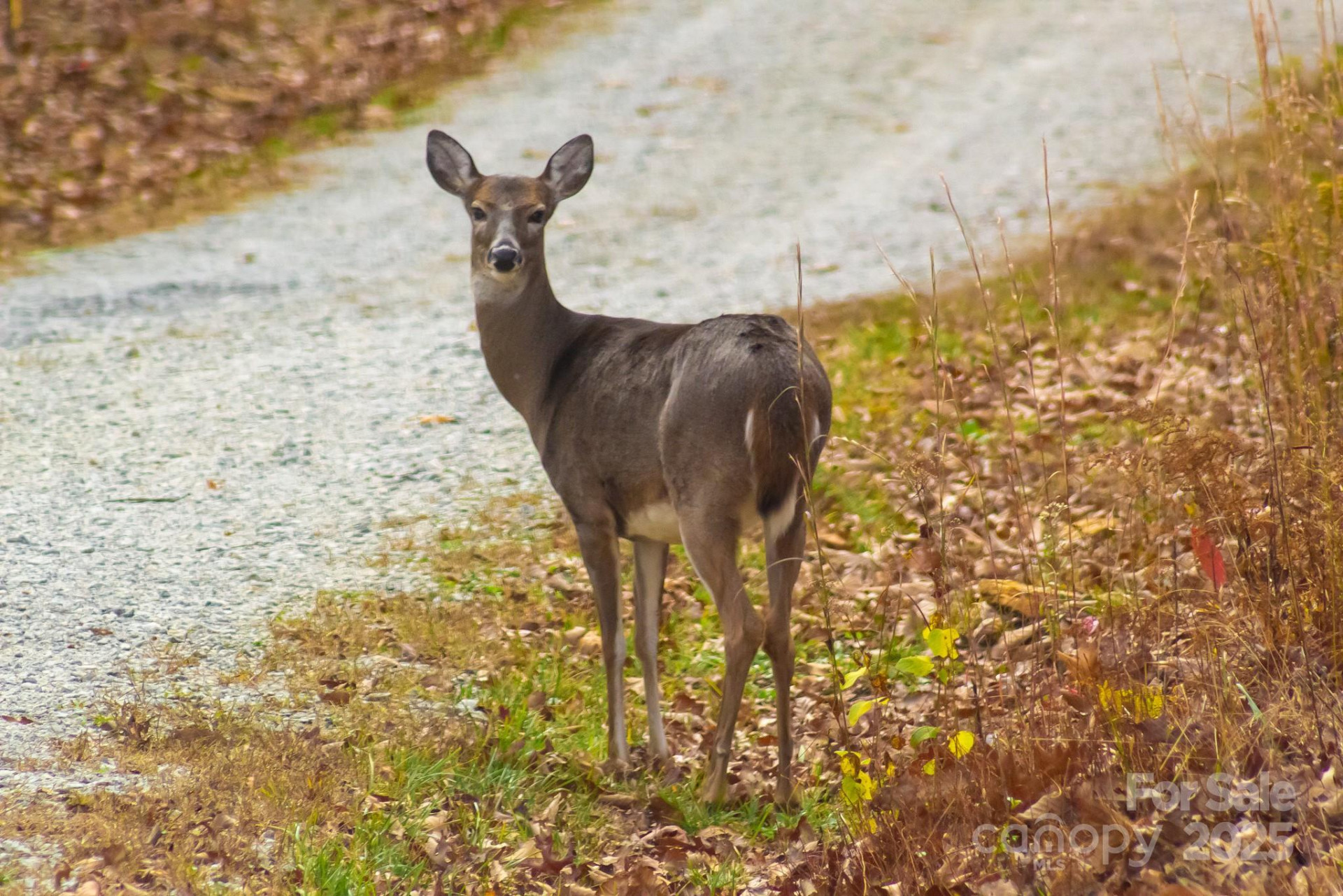 343 Marshall Ridge Road - Photo 39