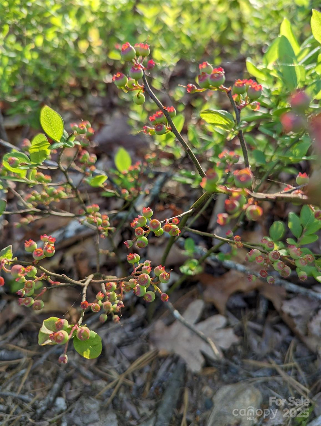 343 Marshall Ridge Road - Photo 41