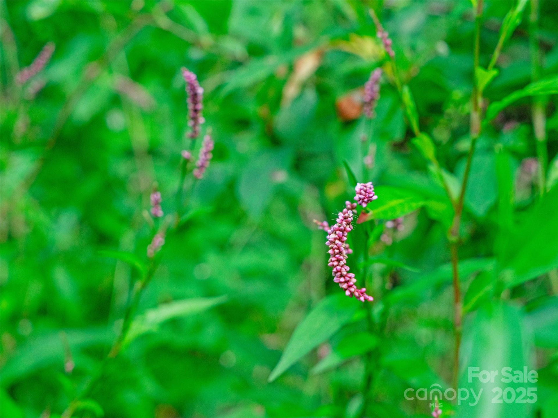 125 Floribunda Path #Lot 8A - Photo 16