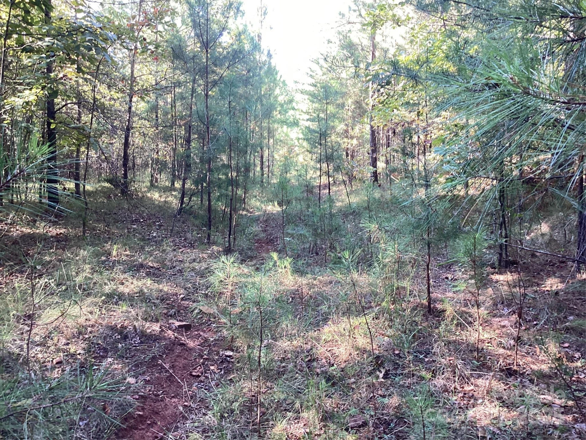 00 Chestnut Oak Trail - Photo 11