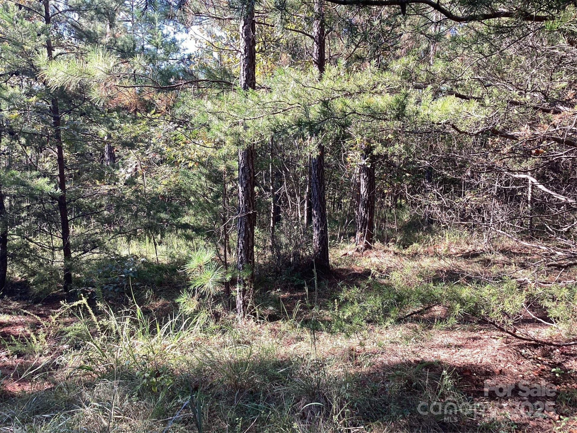 00 Chestnut Oak Trail - Photo 12
