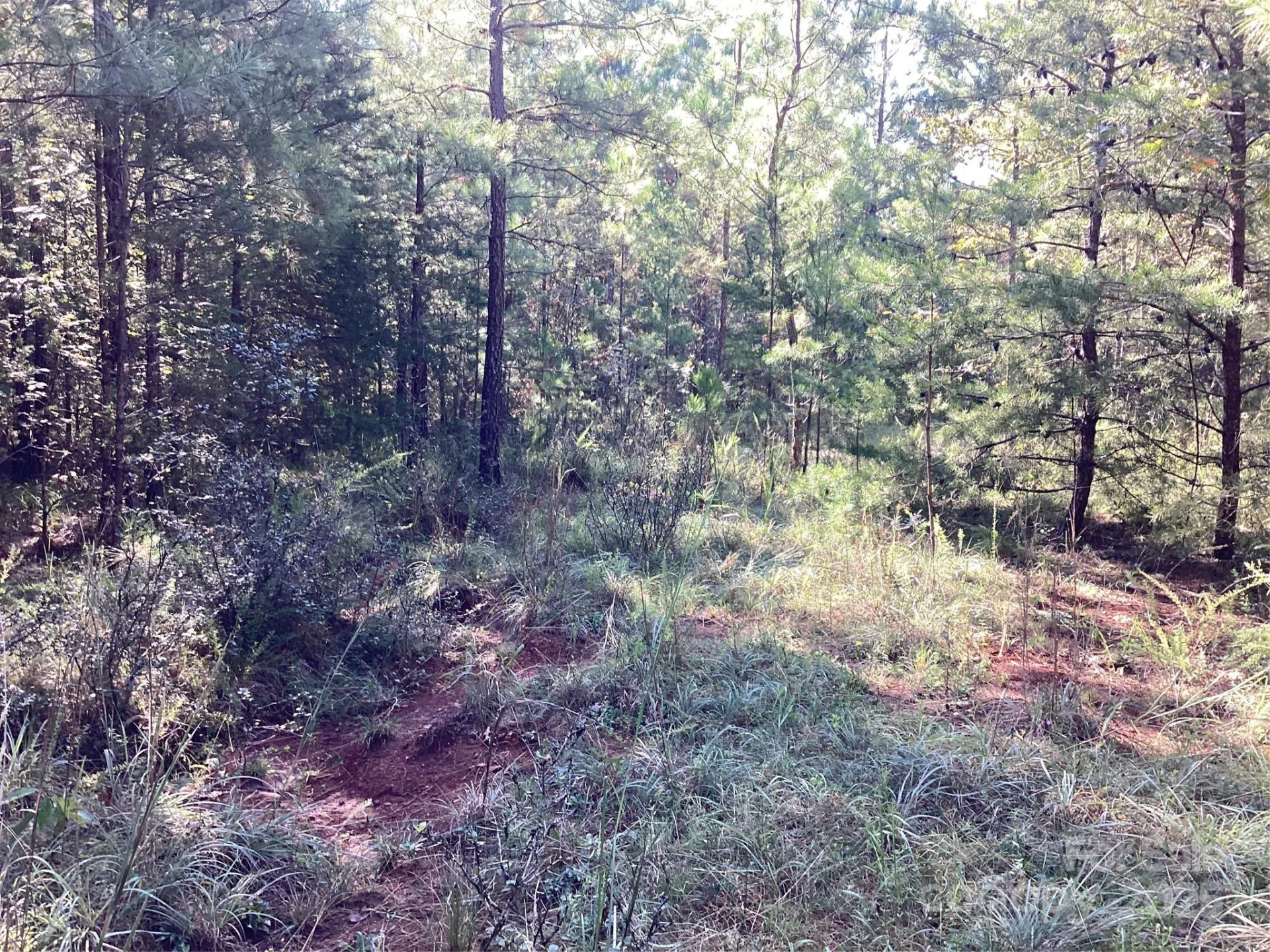 00 Chestnut Oak Trail - Photo 13