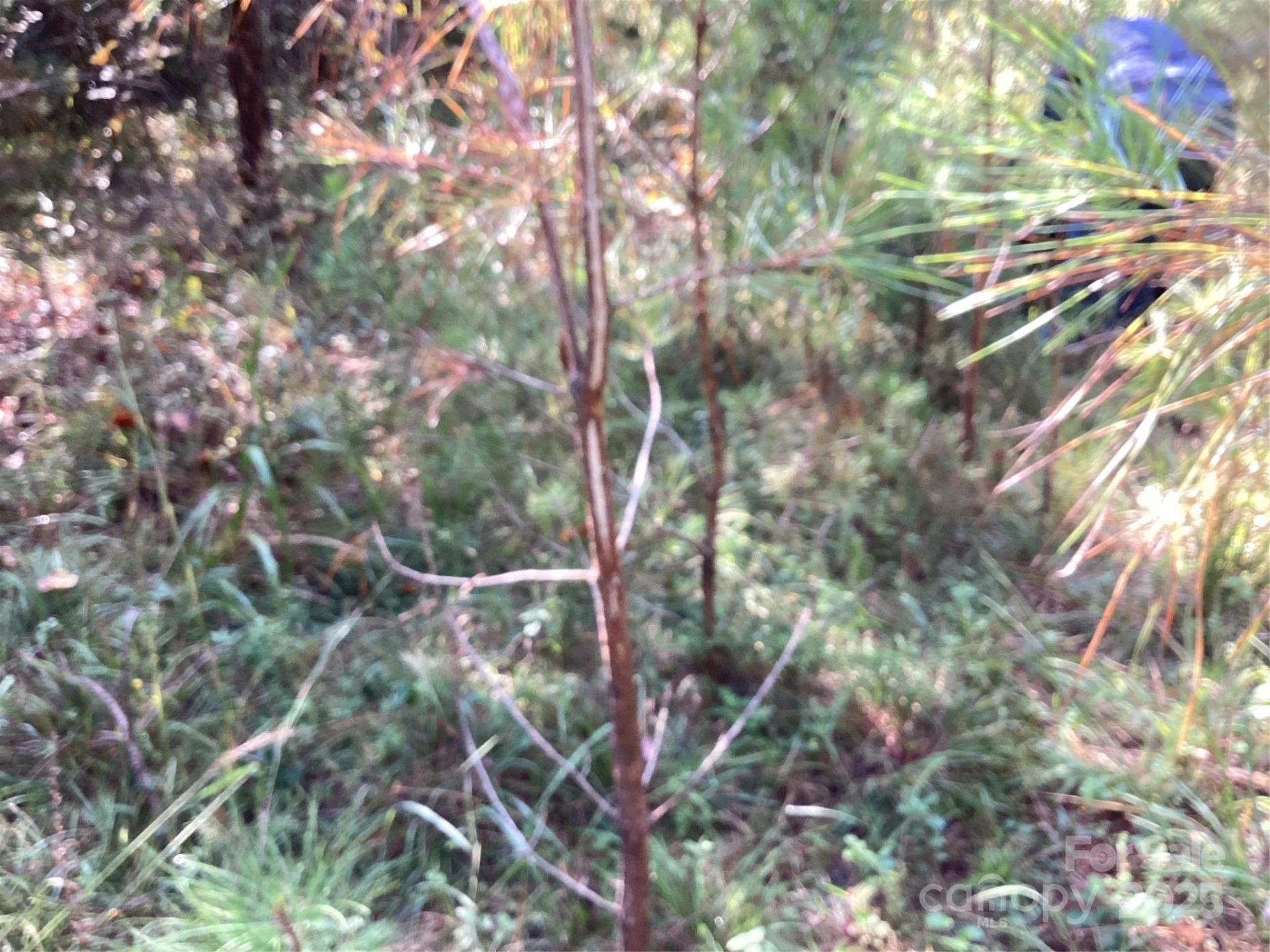 00 Chestnut Oak Trail - Photo 14