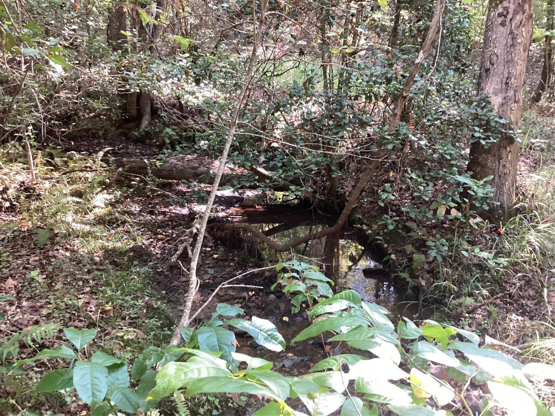 00 Chestnut Oak Trail - Photo 16