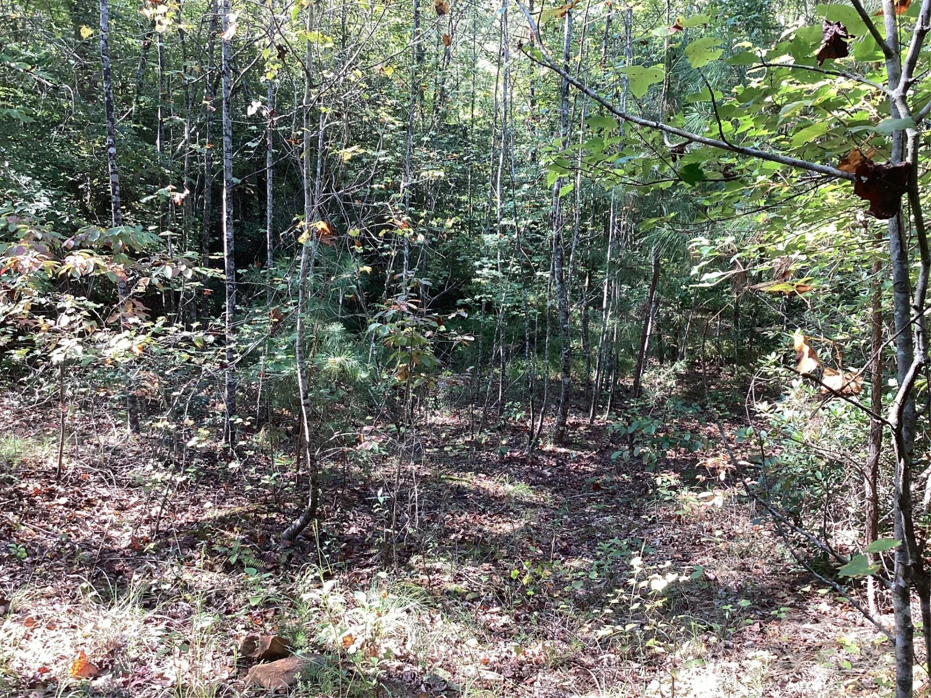 00 Chestnut Oak Trail - Photo 21