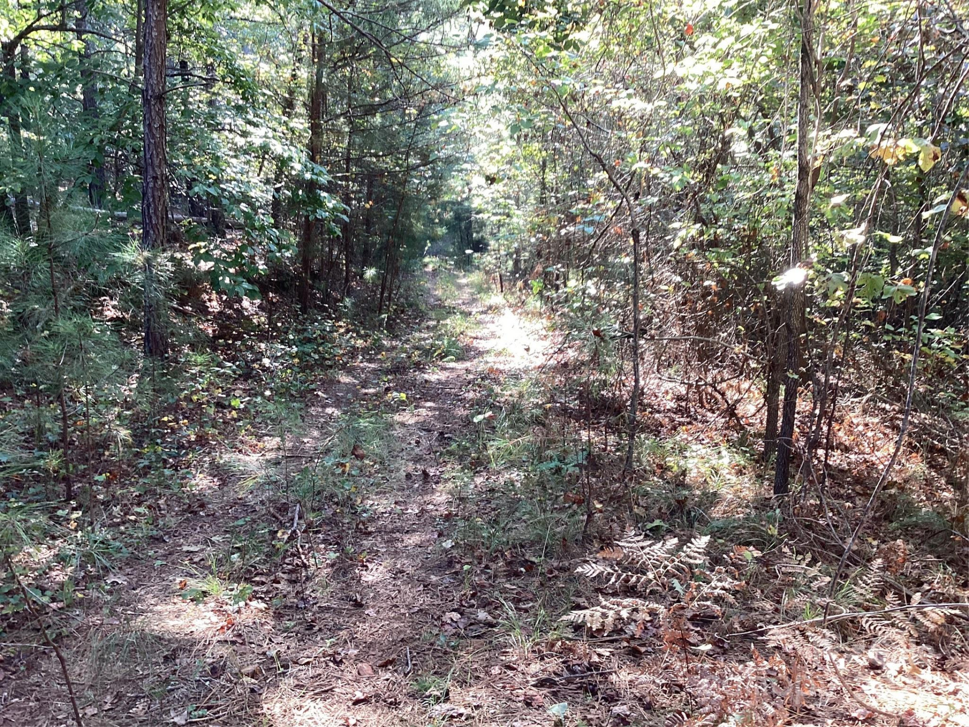 00 Chestnut Oak Trail - Photo 6