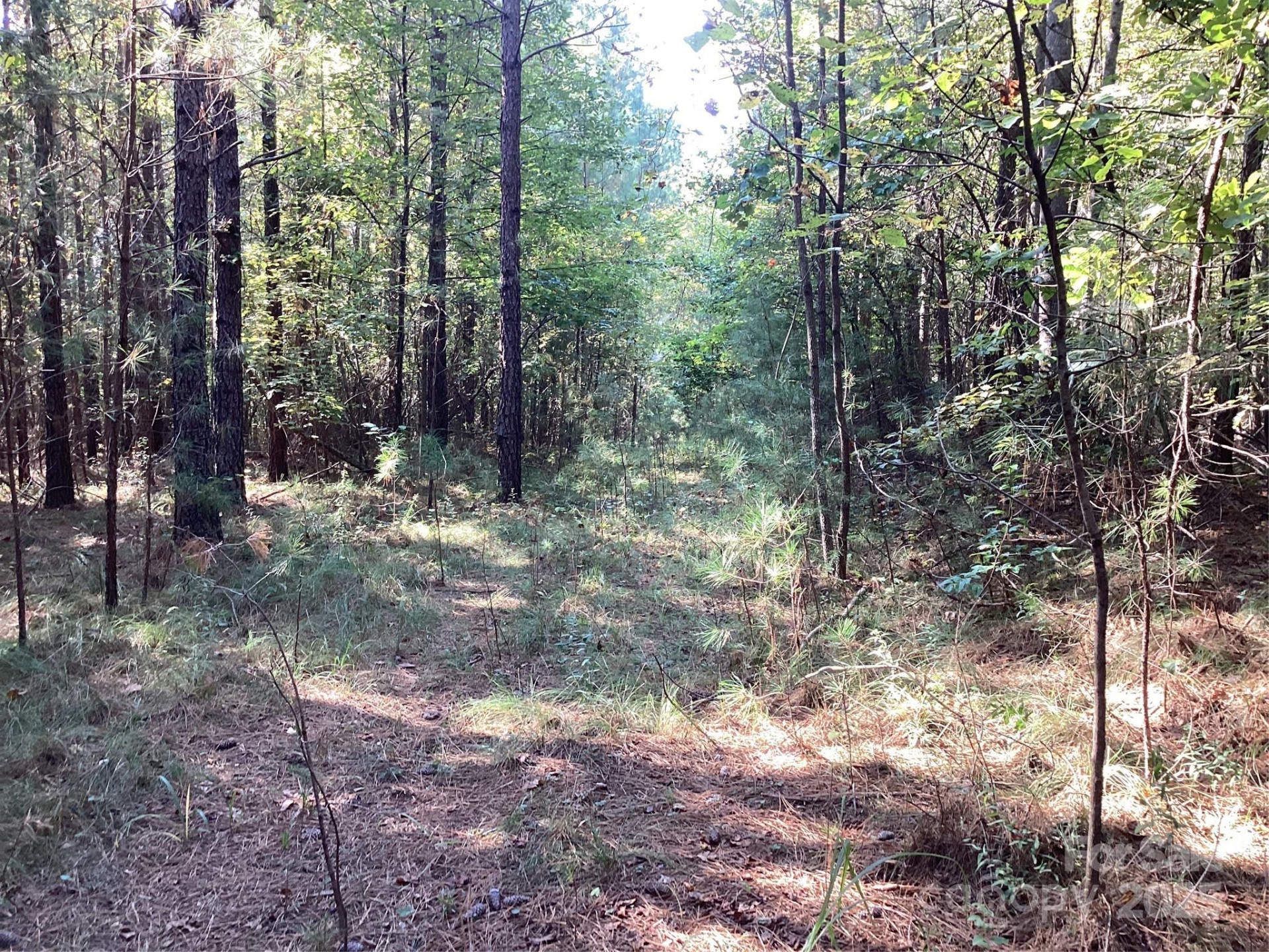 00 Chestnut Oak Trail - Photo 7