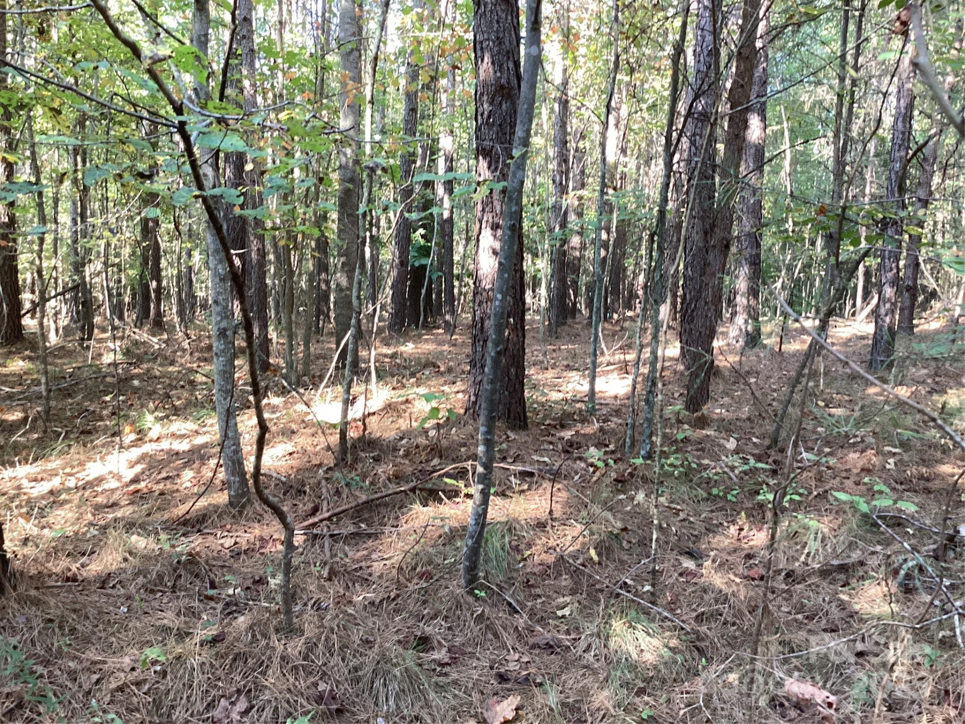 00 Chestnut Oak Trail - Photo 8