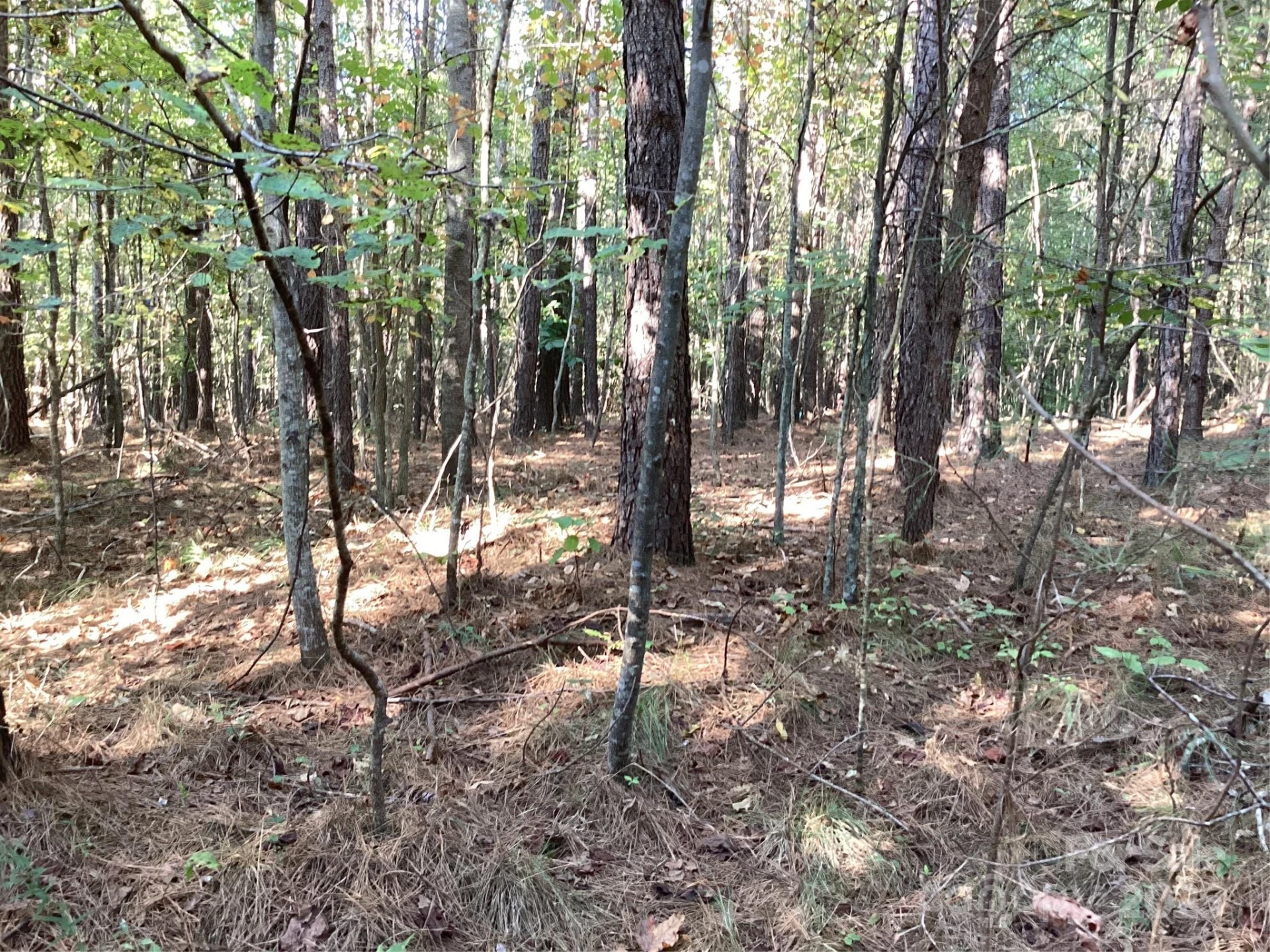 00 Chestnut Oak Trail - Photo 8