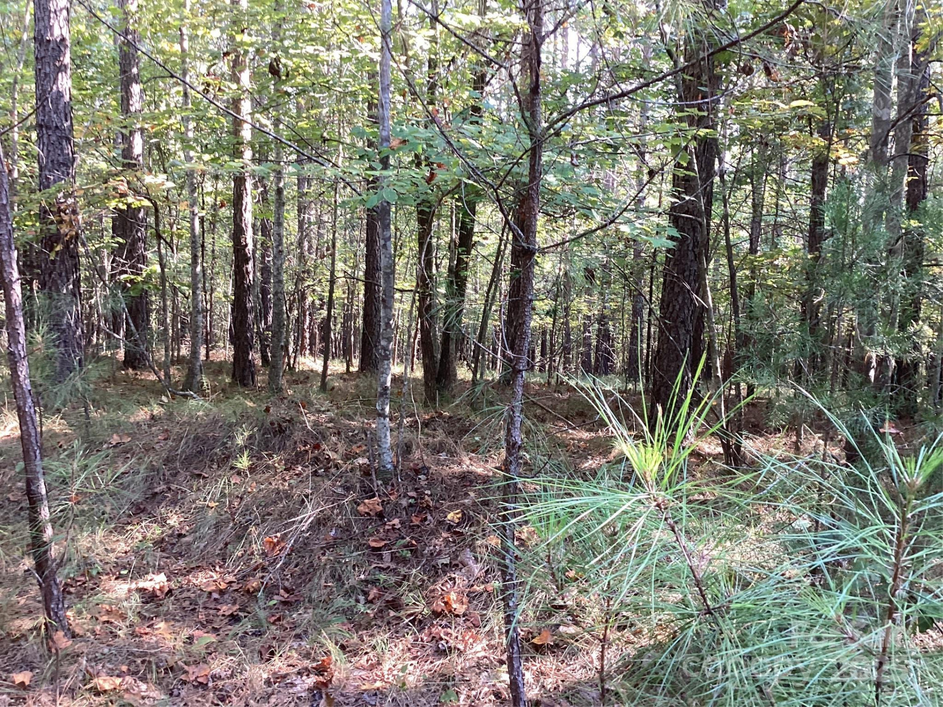 00 Chestnut Oak Trail - Photo 10
