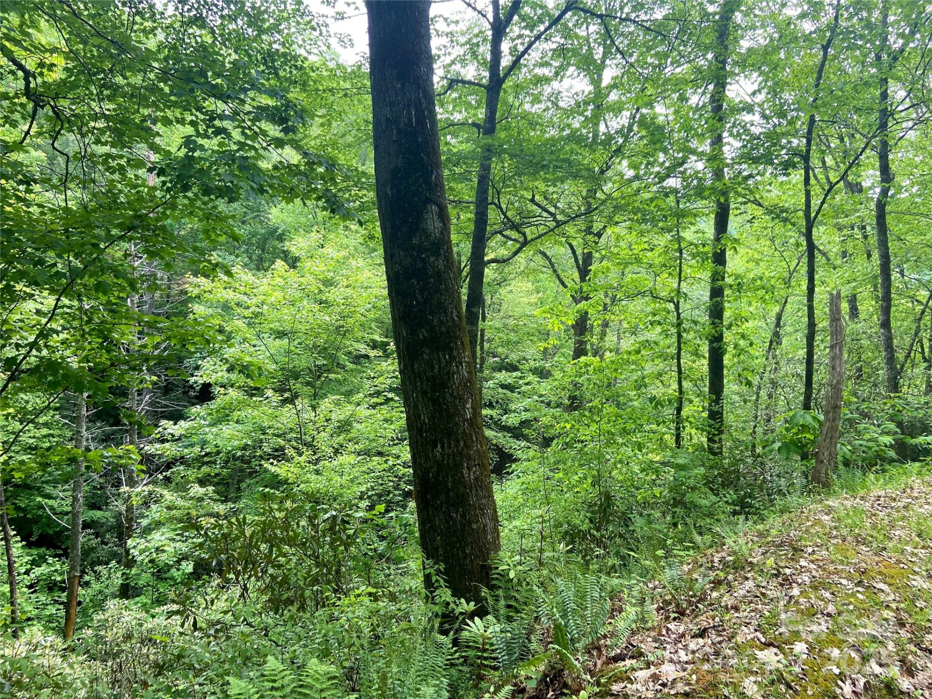 Lot 10 Mystic Forest Way #10 - Photo 2