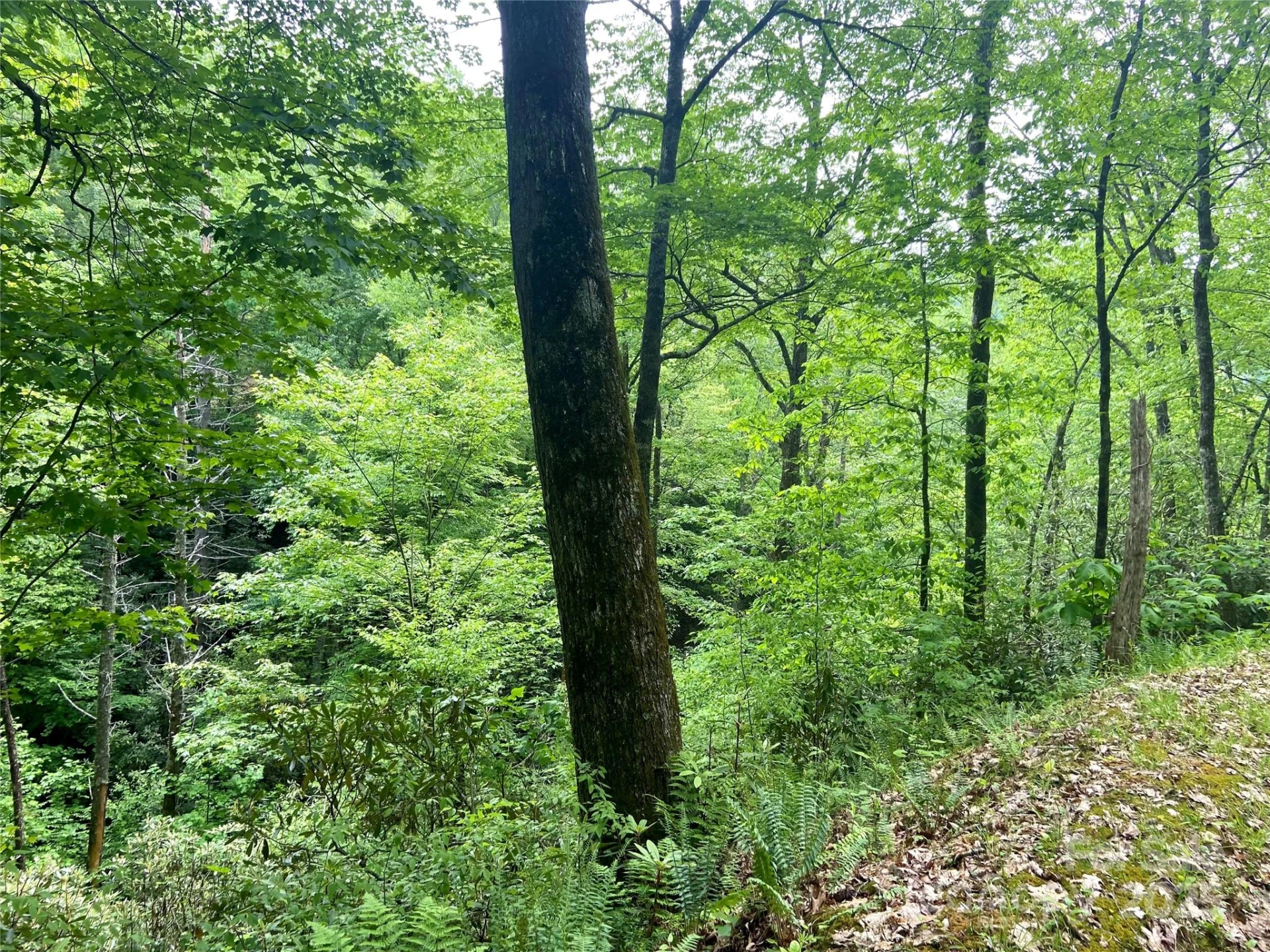 Lot 10 Mystic Forest Way #10 - Photo 2