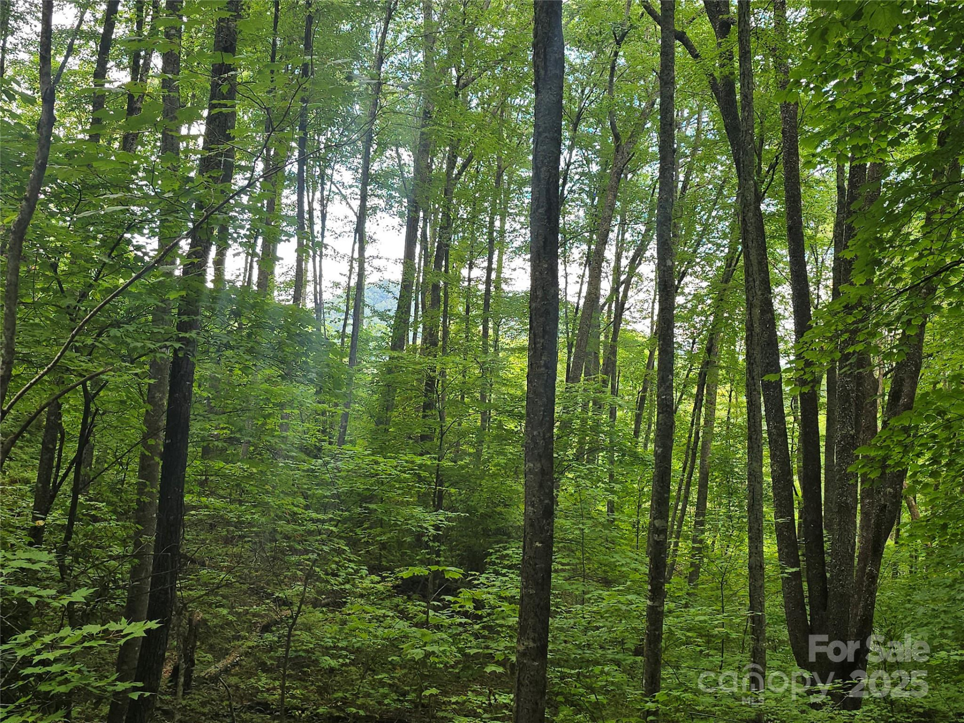 Lt 7 Buck Knob None - Photo 11