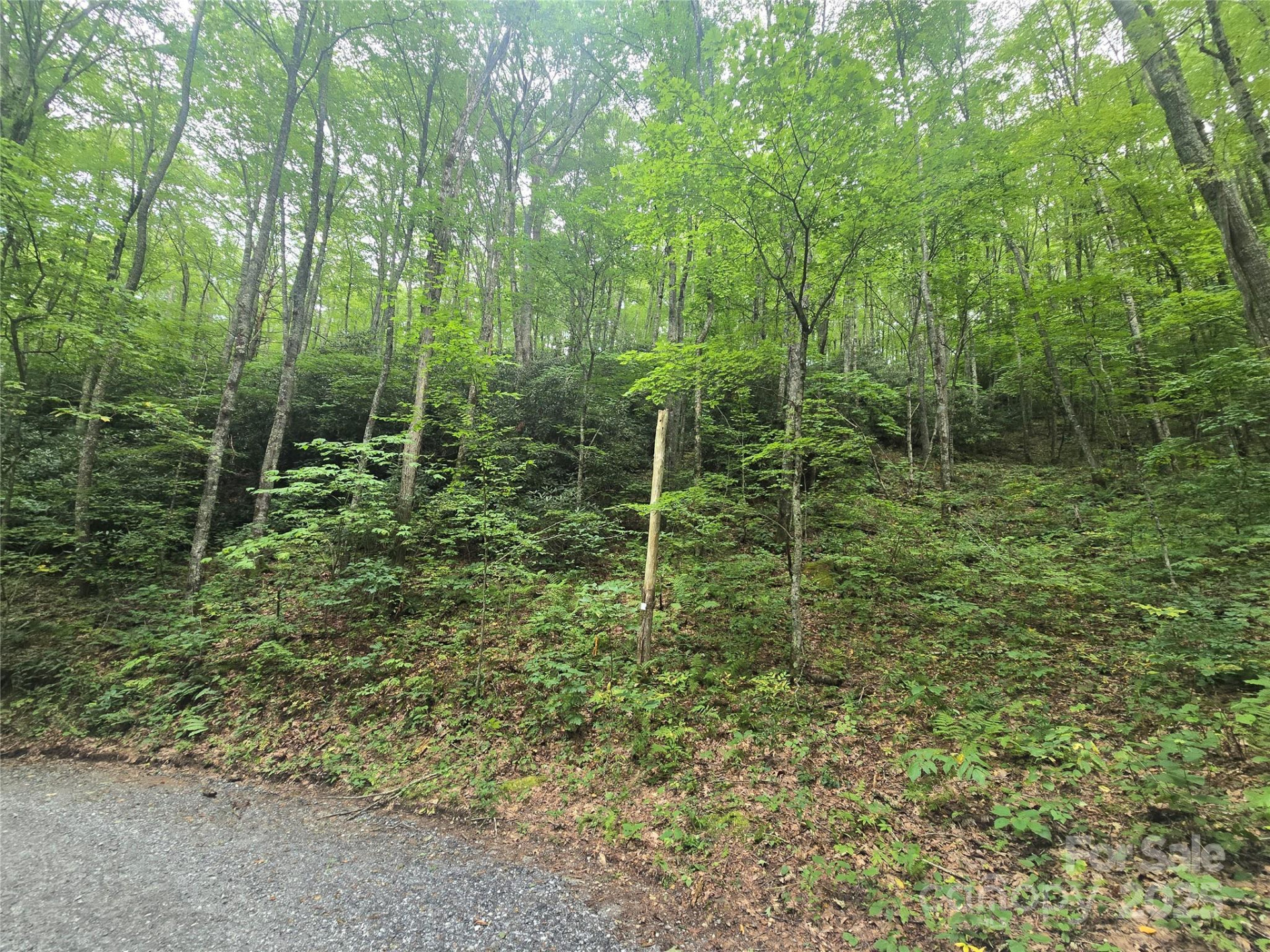 Lt 7 Buck Knob None - Photo 12